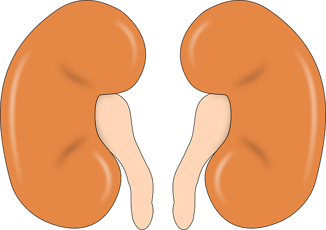 kidney-147499_640.png