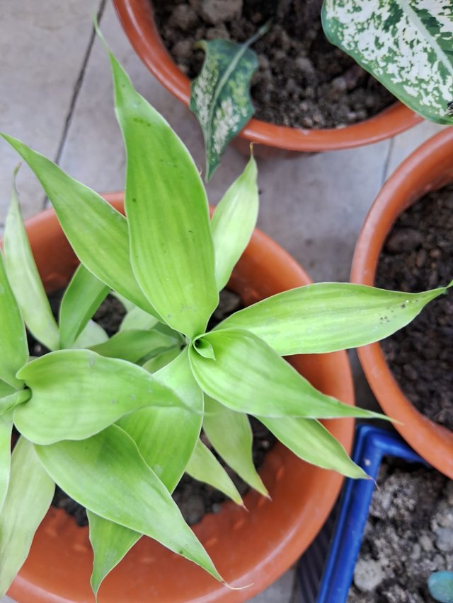 spiderwort plant 5.jpg