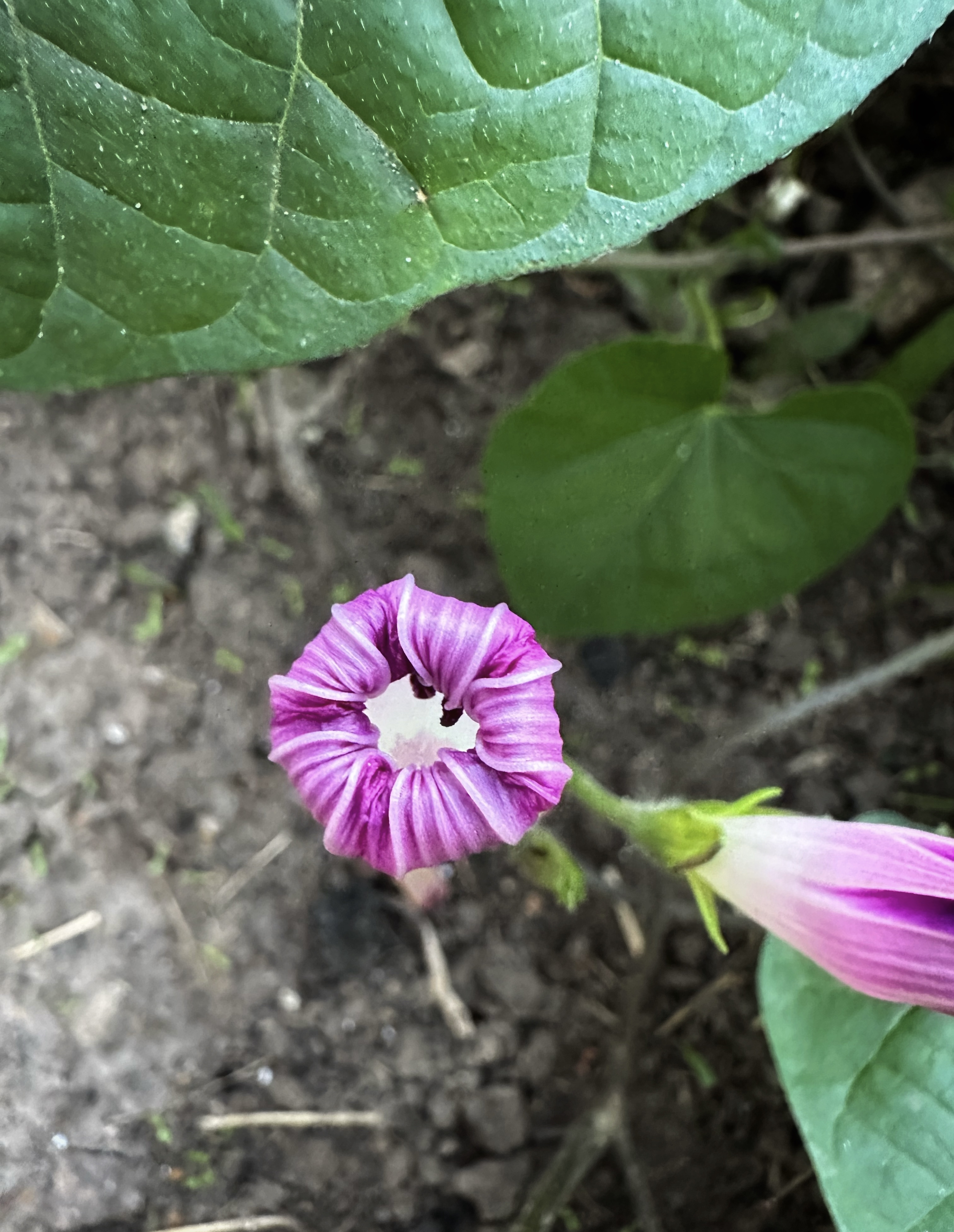 IMG_5329.jpeg