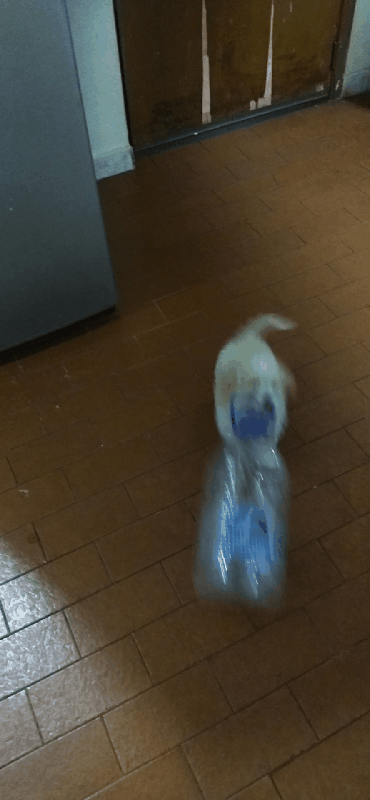 fb12c77c1d9f421ca4085d7ba245d6b5.gif
