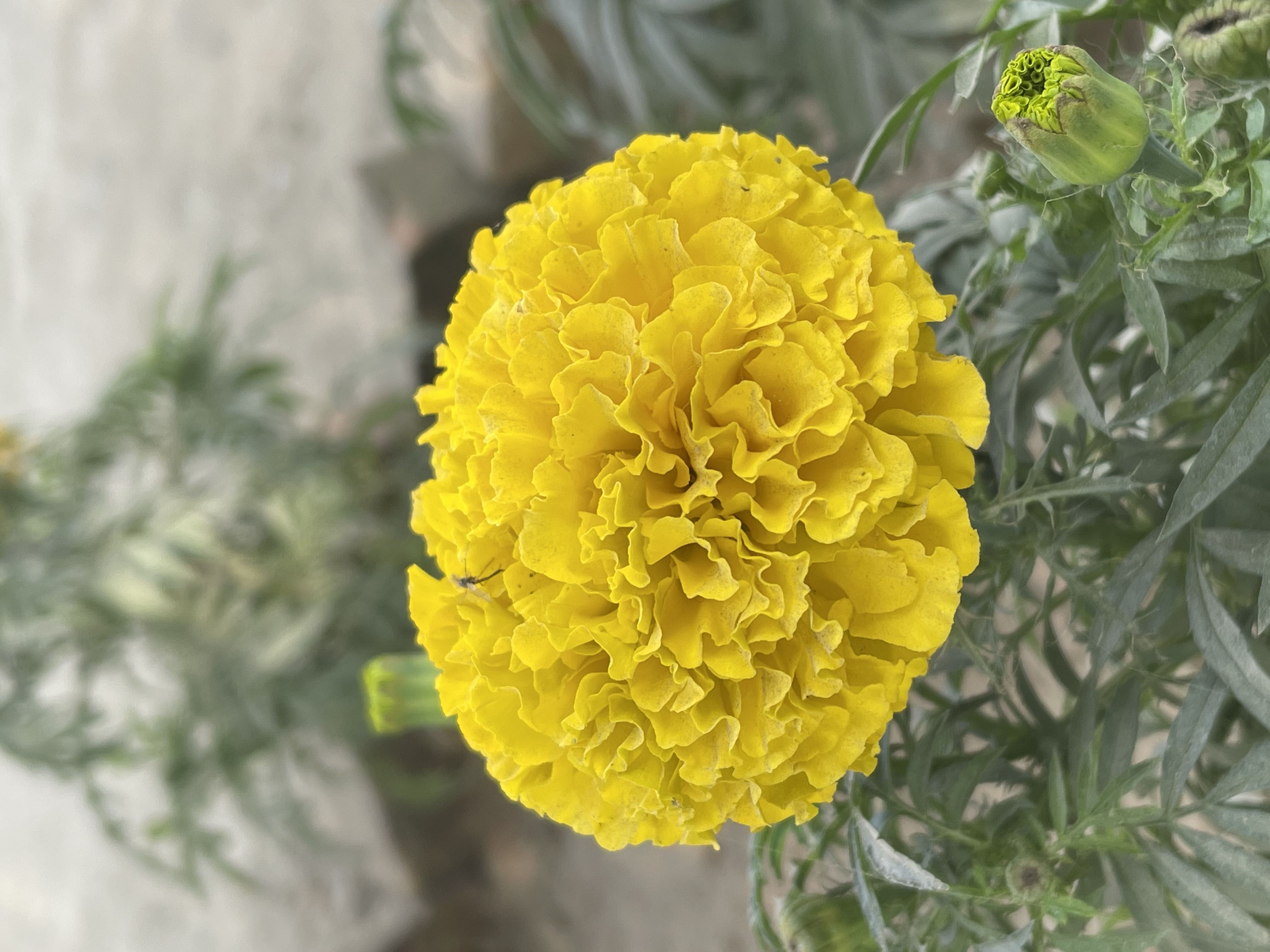 52E93DE2-2400-4C3D-B28A-C485030905C2.jpeg