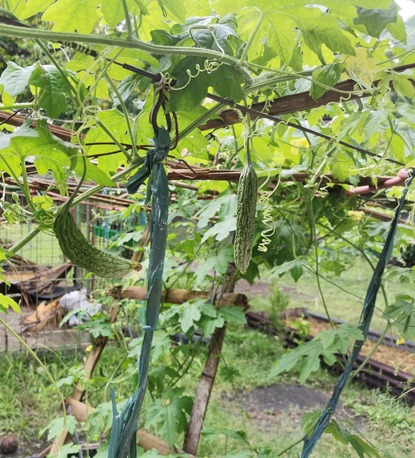 veggies ampalaya with toto.jpg