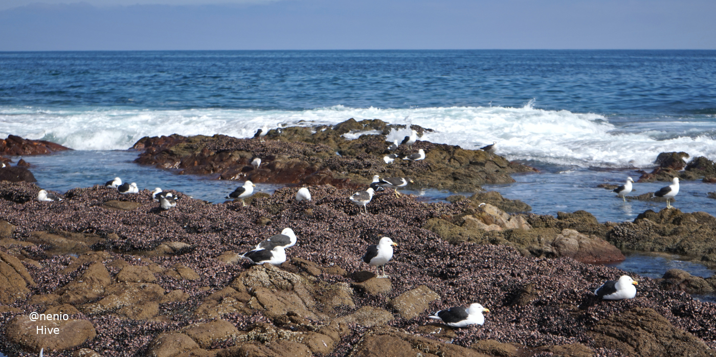 seagulls-007.jpg