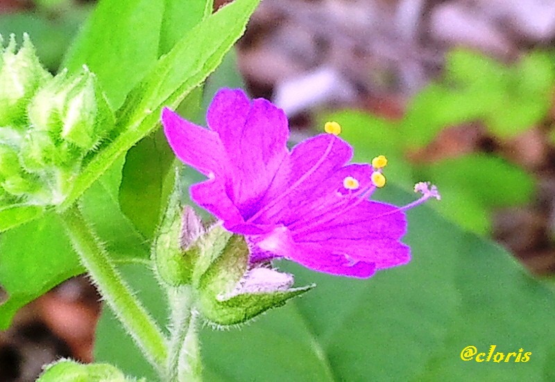 01-Flor_Fucsia.jpg