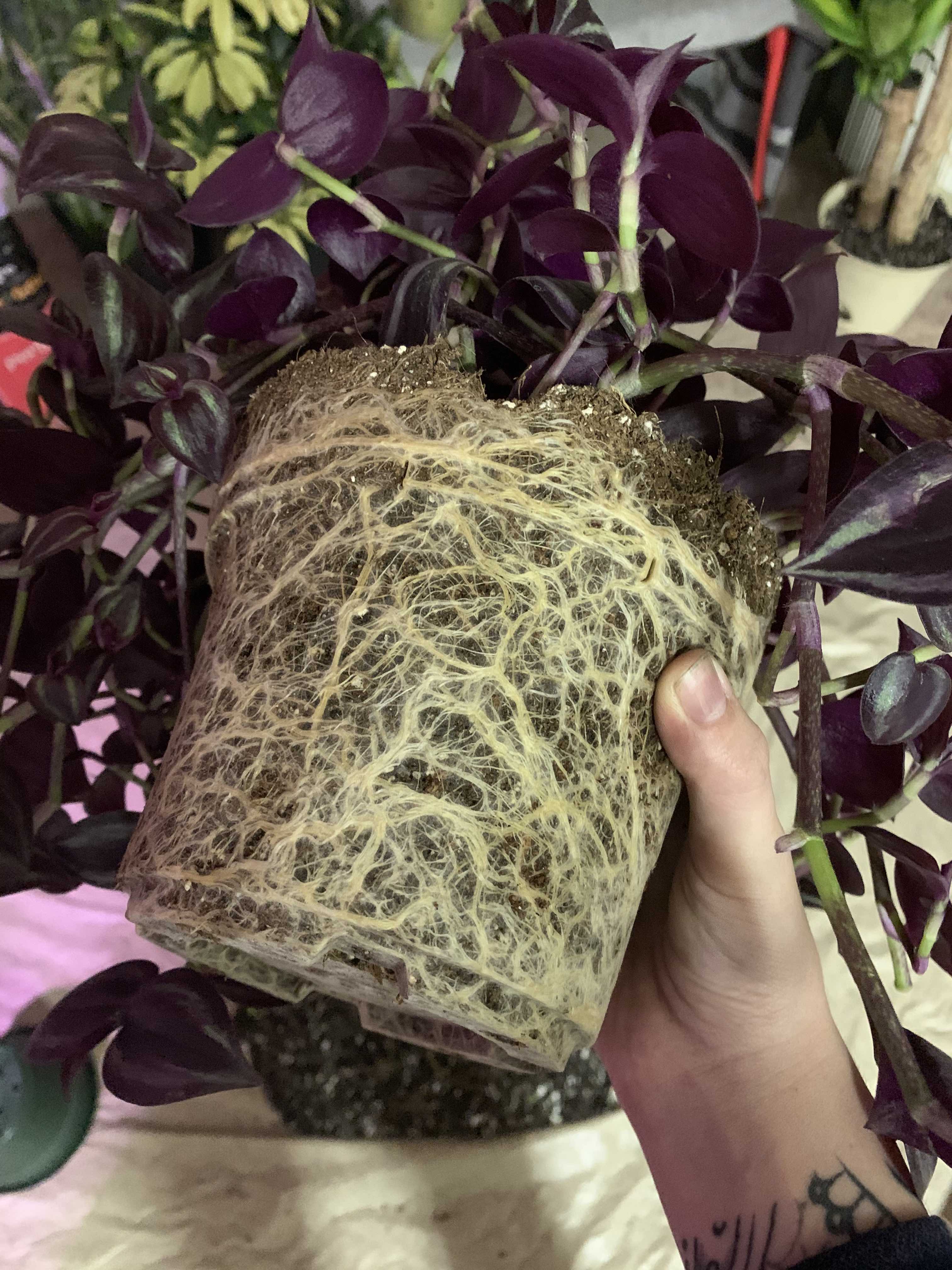 Root Porn (A Collection of Photos) | PeakD