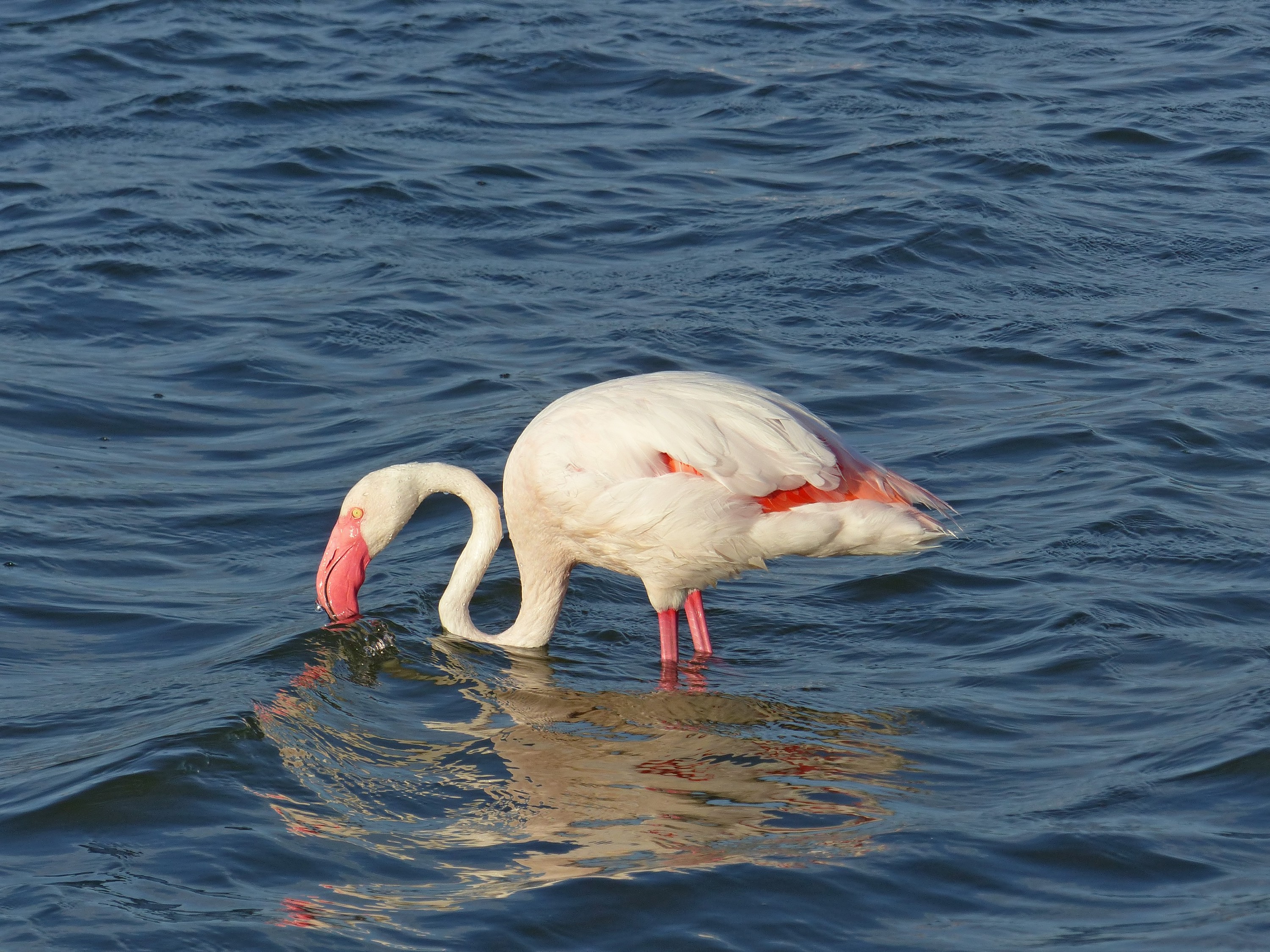 Flamingo 5