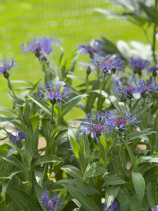 hivegarden-cornflower-1.jpg