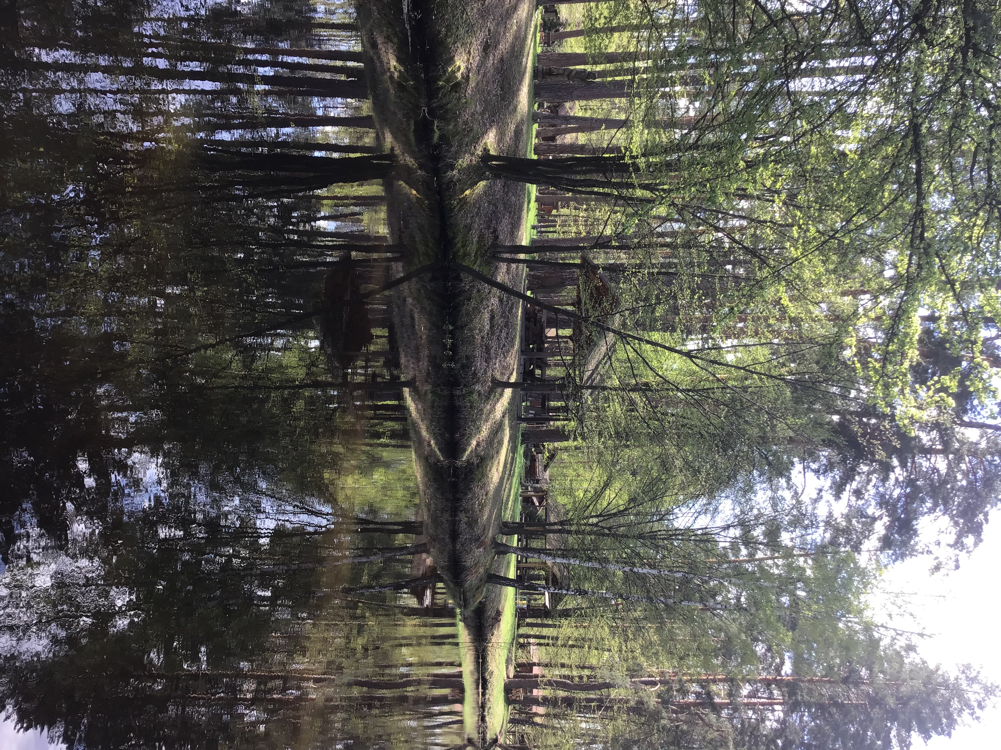 IMG_5517.jpeg