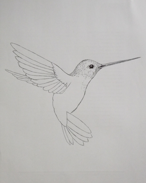 How to Draw a Hummingbird  Really Easy Drawing Tutorial