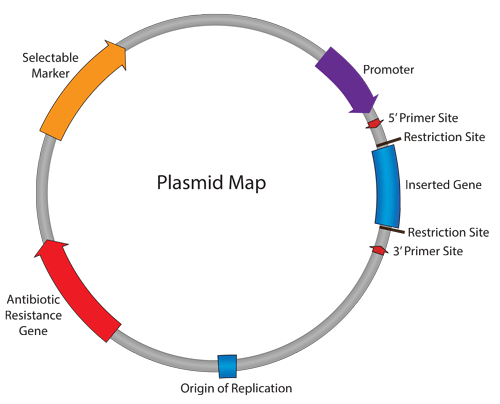 Plasmid_Map-3605814005.png