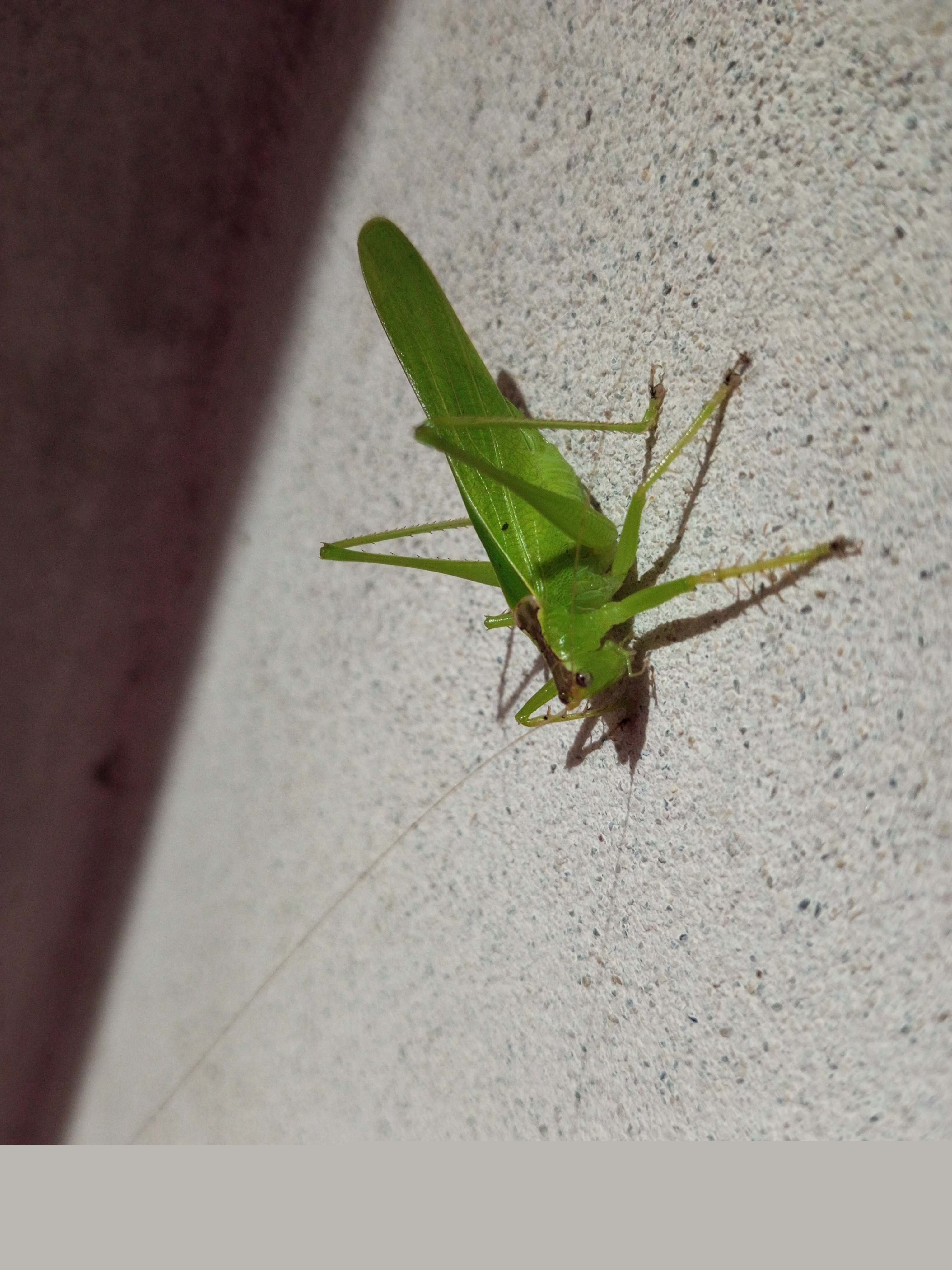 IMG_20241018_191136_851.jpg
