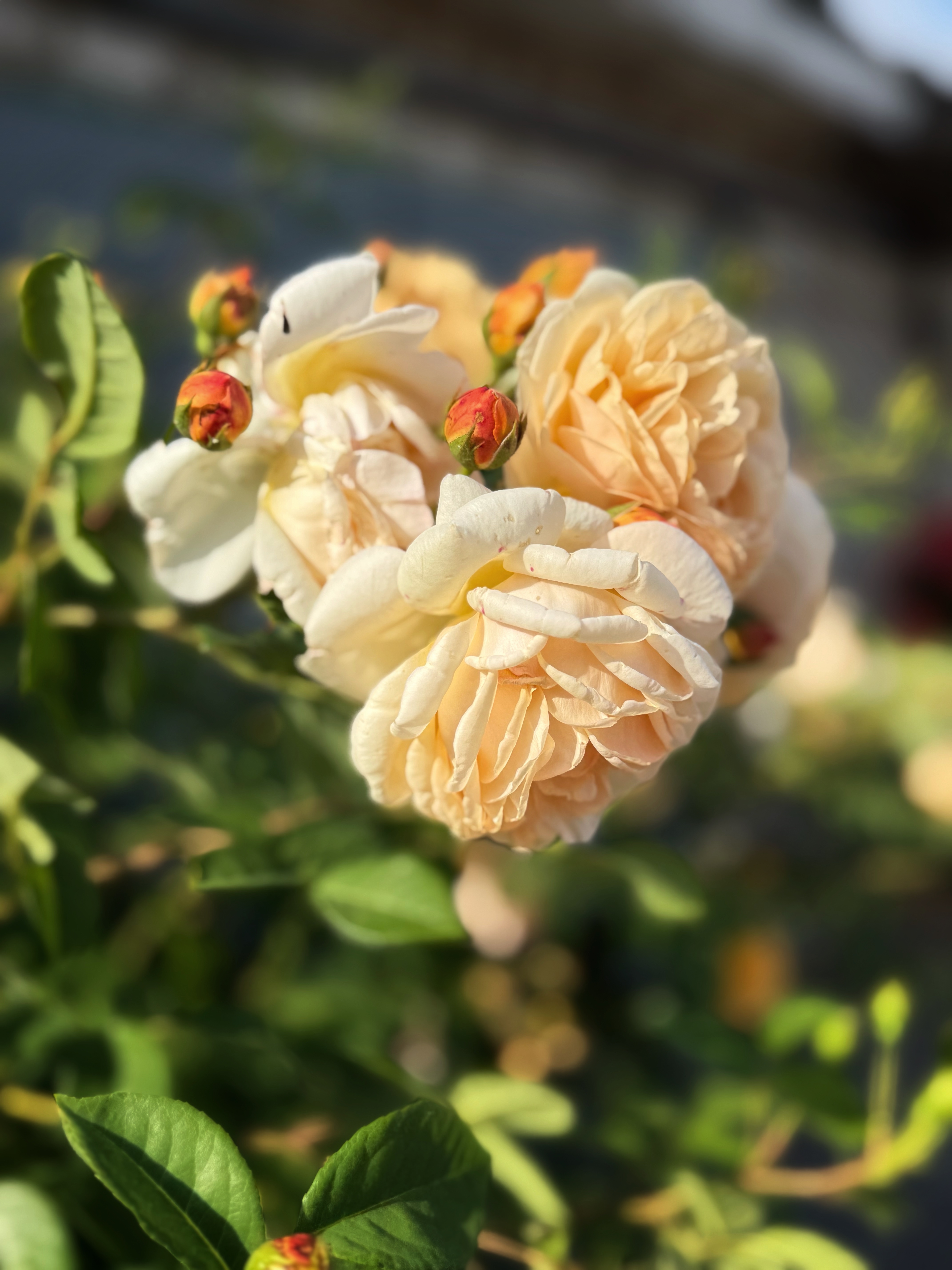IMG_4066.jpeg