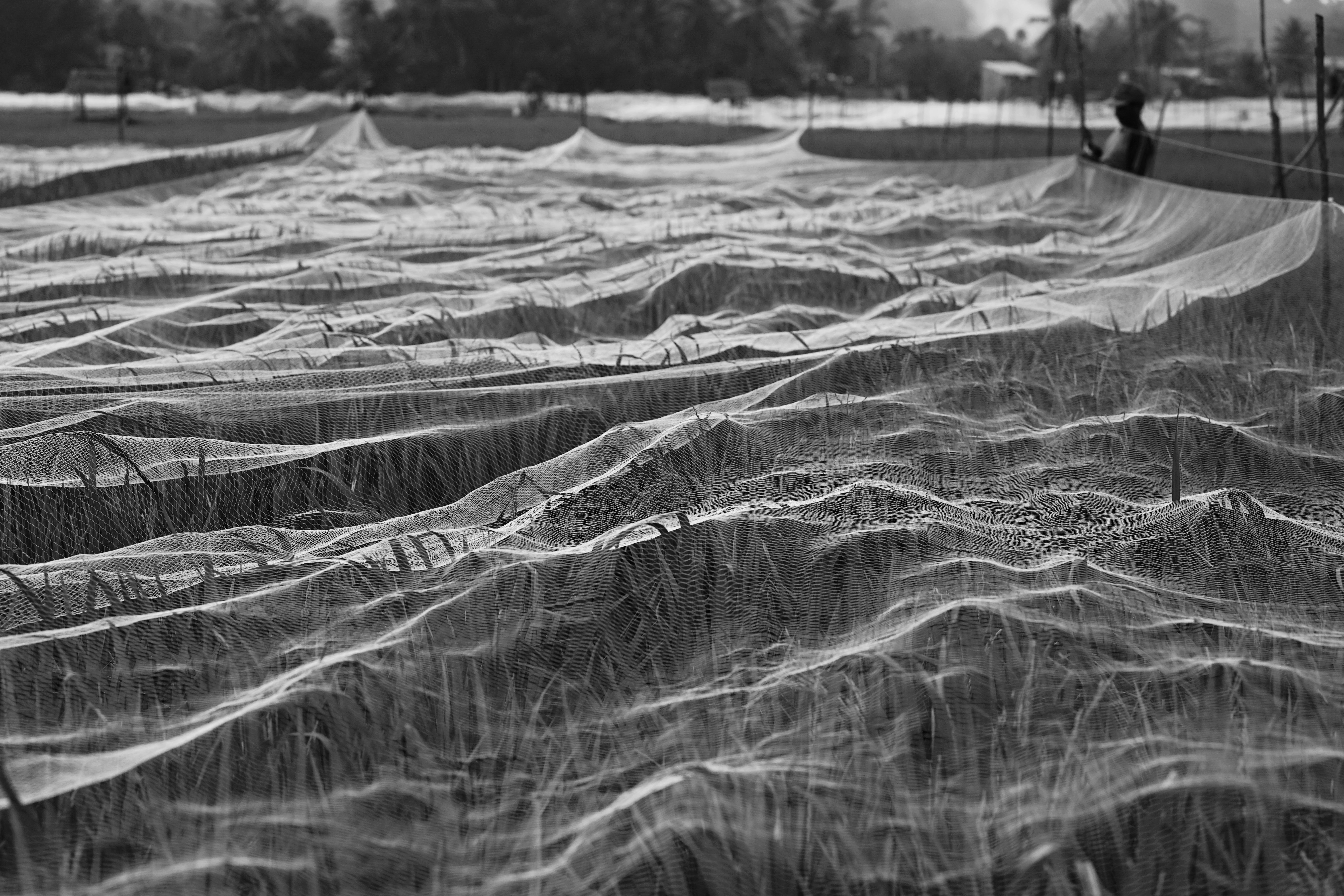 DSC02236-02.jpeg