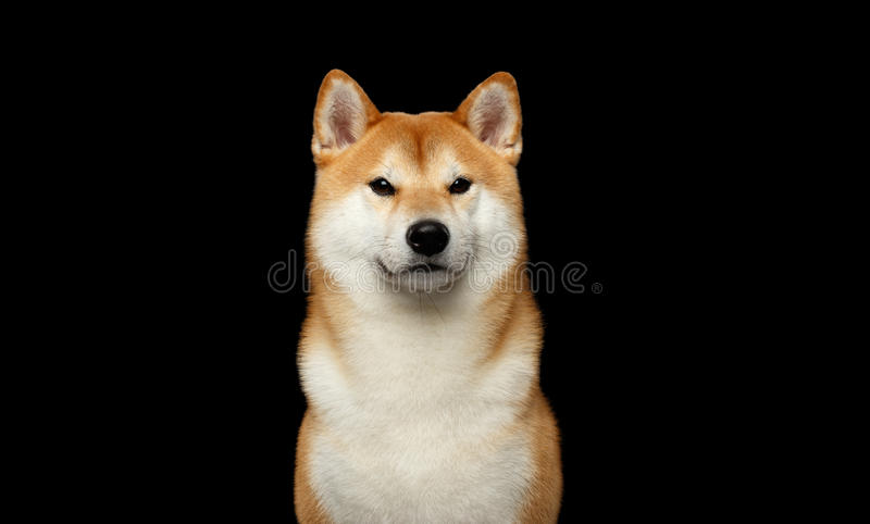 brutal-red-shiba-inu-dog-isolated-black-background-portrait-front-view-88415385.jpg