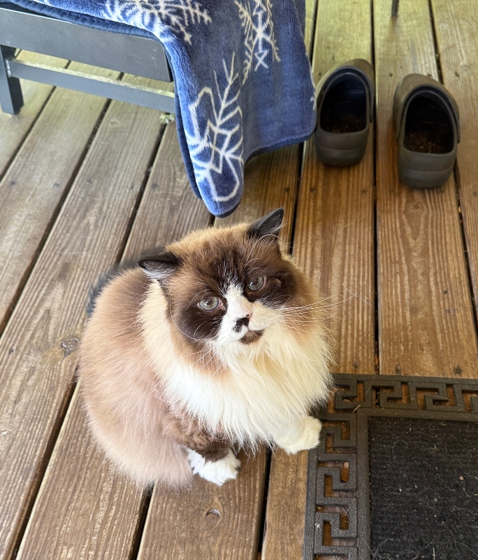 caturday-.jpg