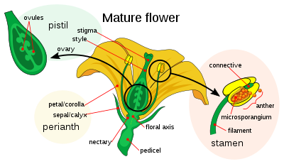 400px-Mature_flower_diagram.svg.png