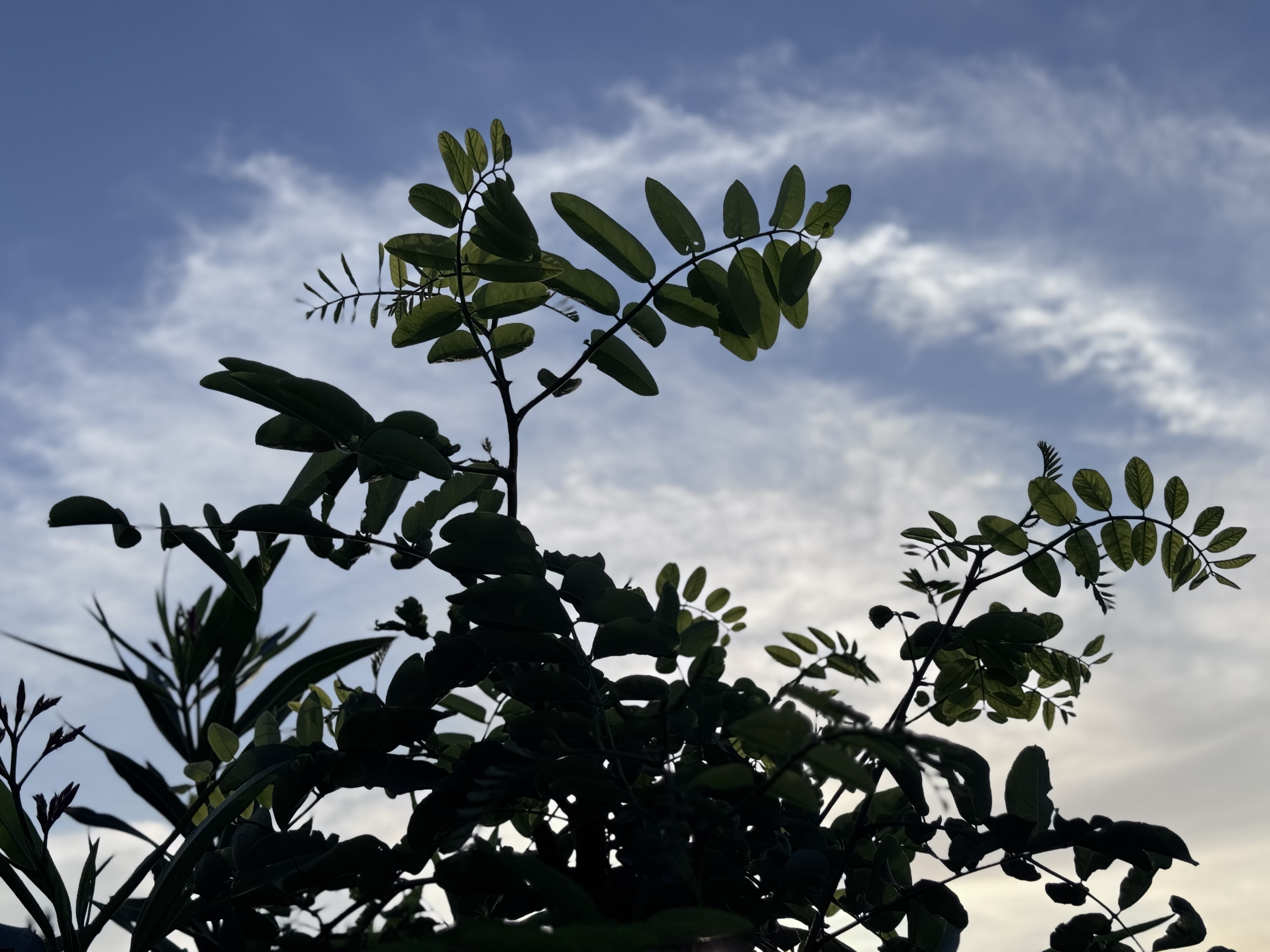 IMG_7312.jpeg