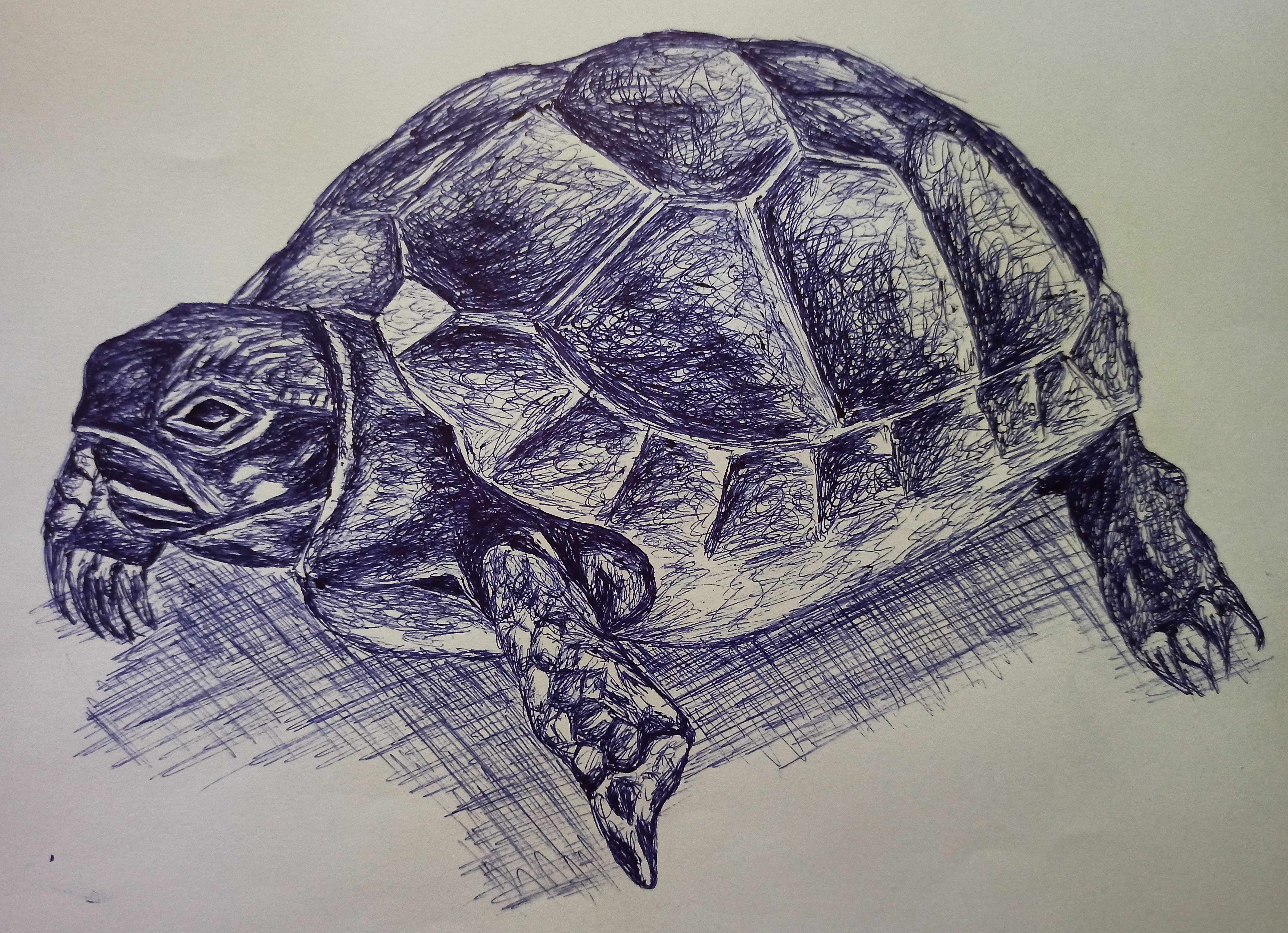 Daily Drawing Challenge: Day 3 - Reptile [Tortoise] | PeakD