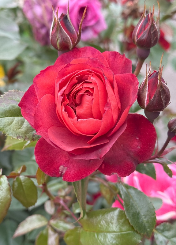 hivegarden-flowers-rose.jpg