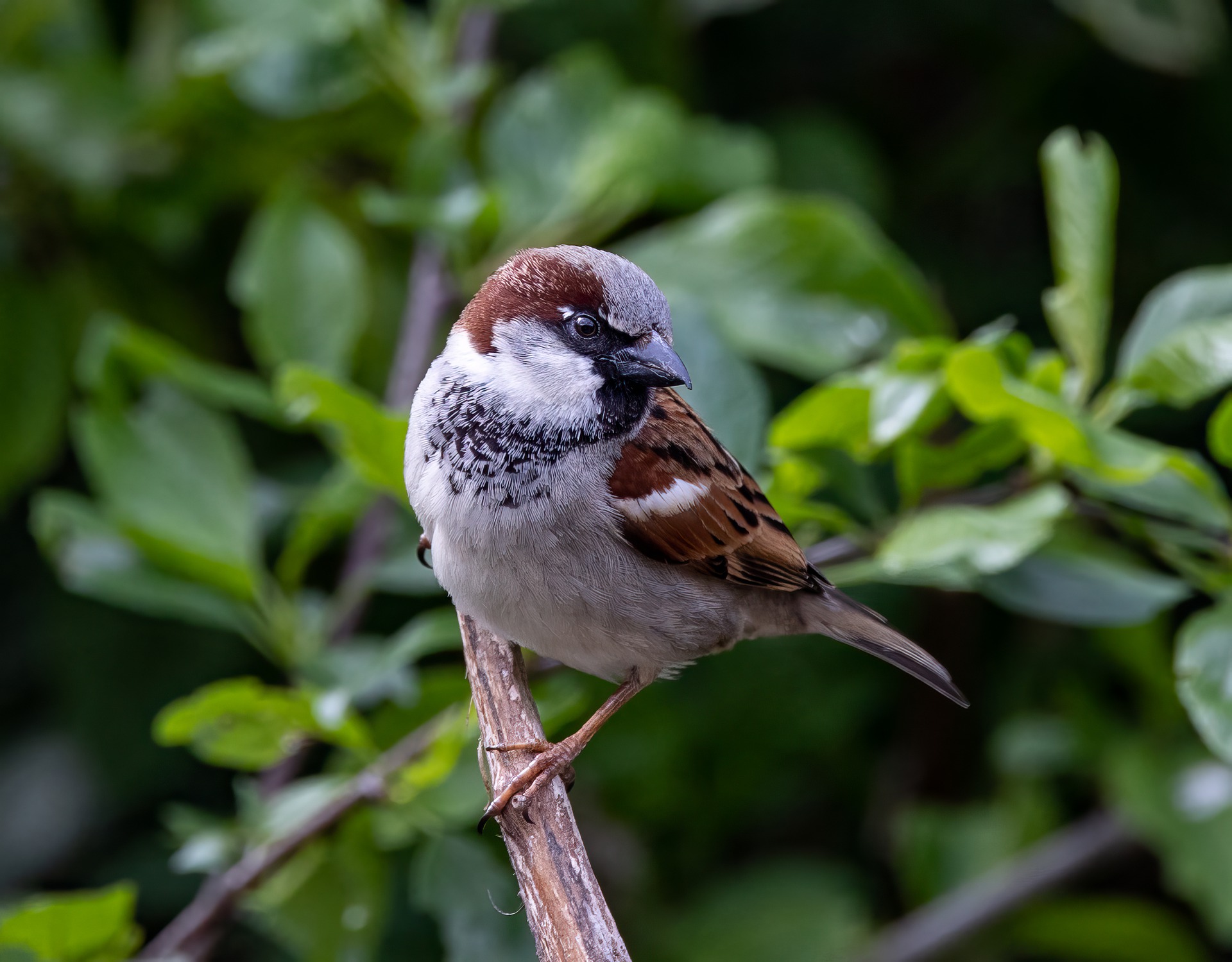 eurasian-tree-sparrow-7947743_1920.jpg