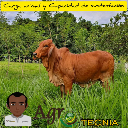 Organización de pastoreo para rebaños bovinos/ / Capítulo III Carga animal y capacidad de sustentación. — Hive Organización de pastoreo para rebaños bovinos/ / Capítulo III Carga animal y capacidad de sustentación. — Hive
