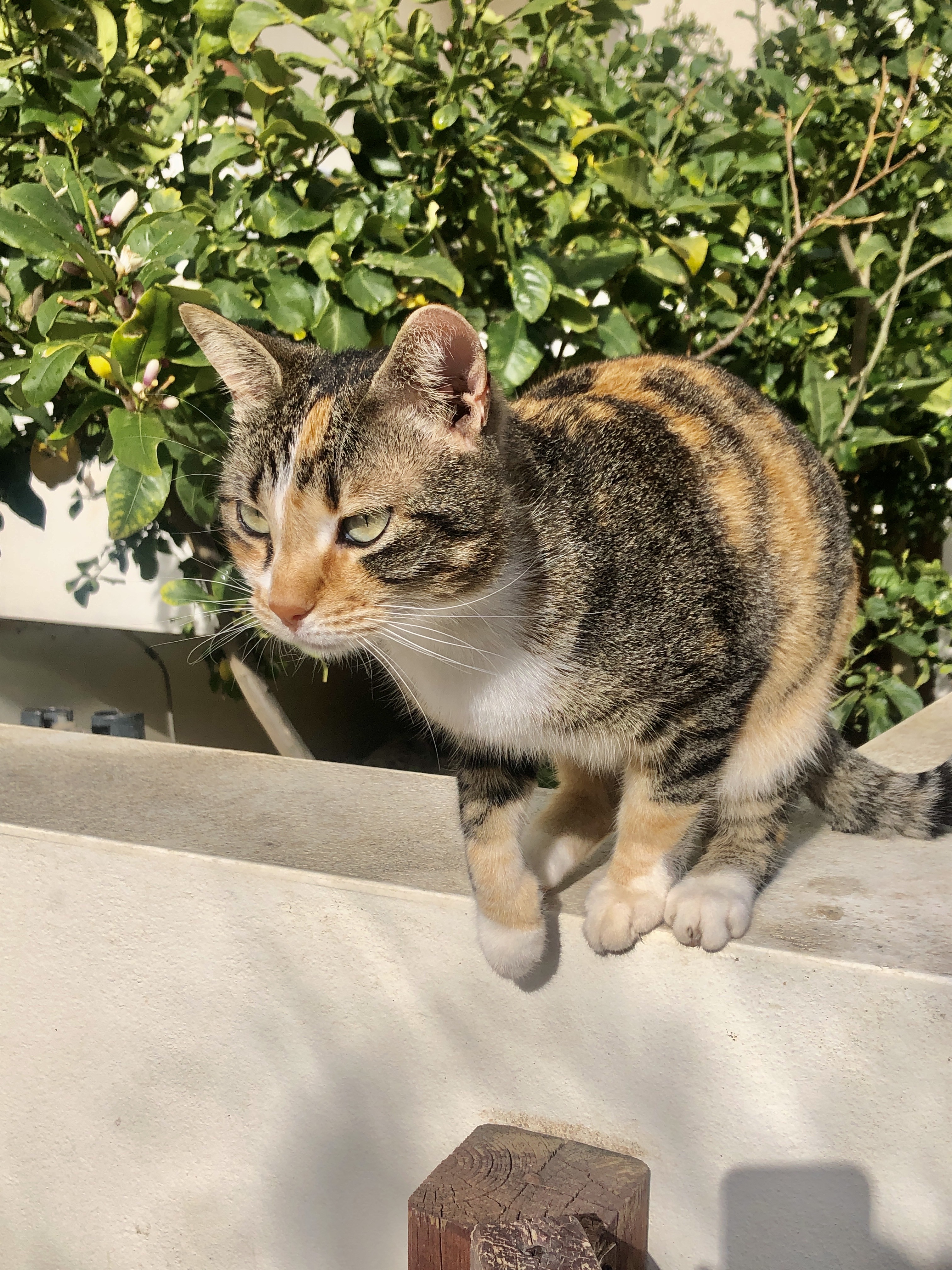 IMG_3277.jpeg