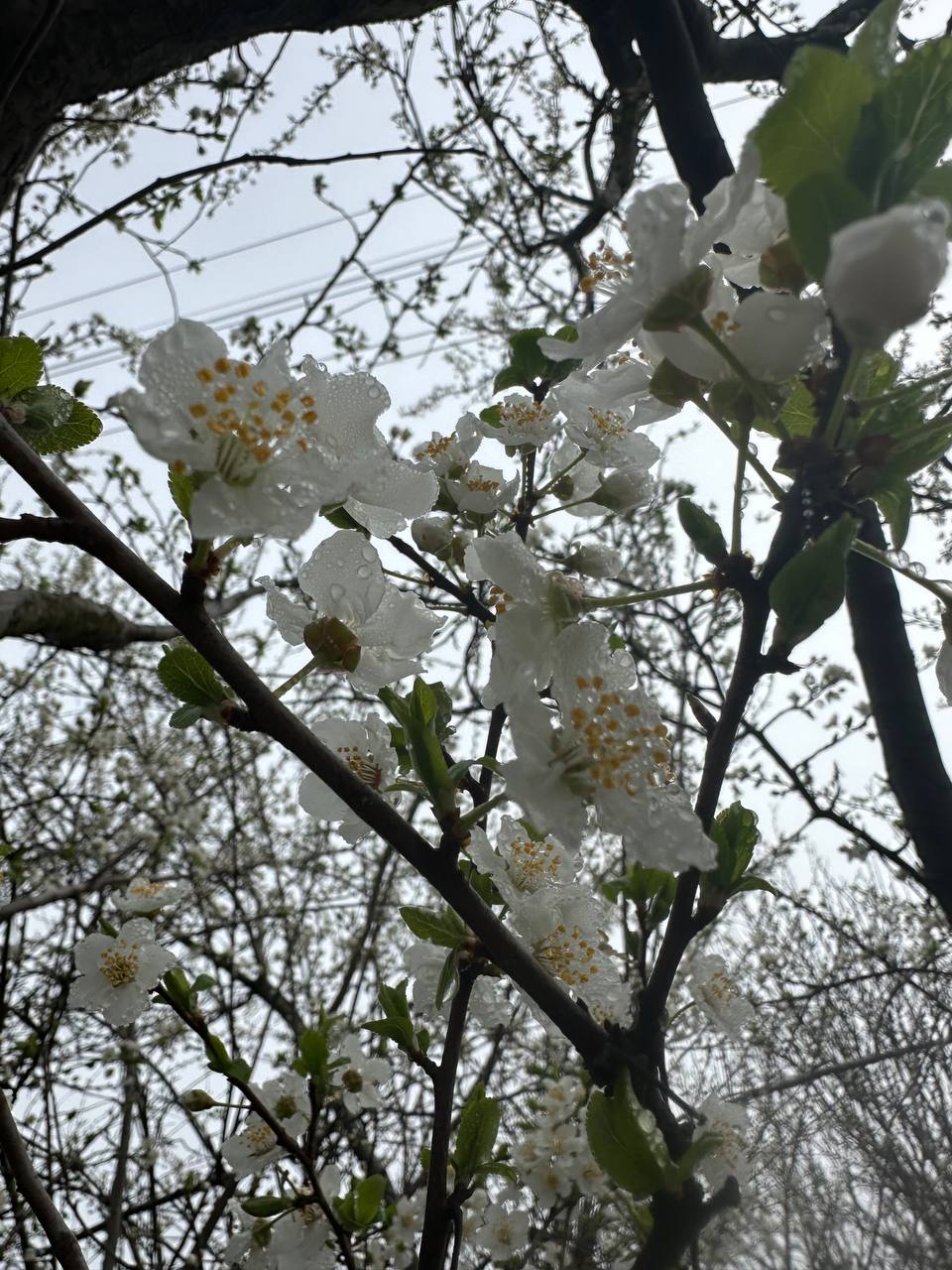 IMG_5019.jpeg