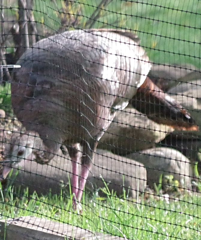 feathered-friends-turkey-4.jpg