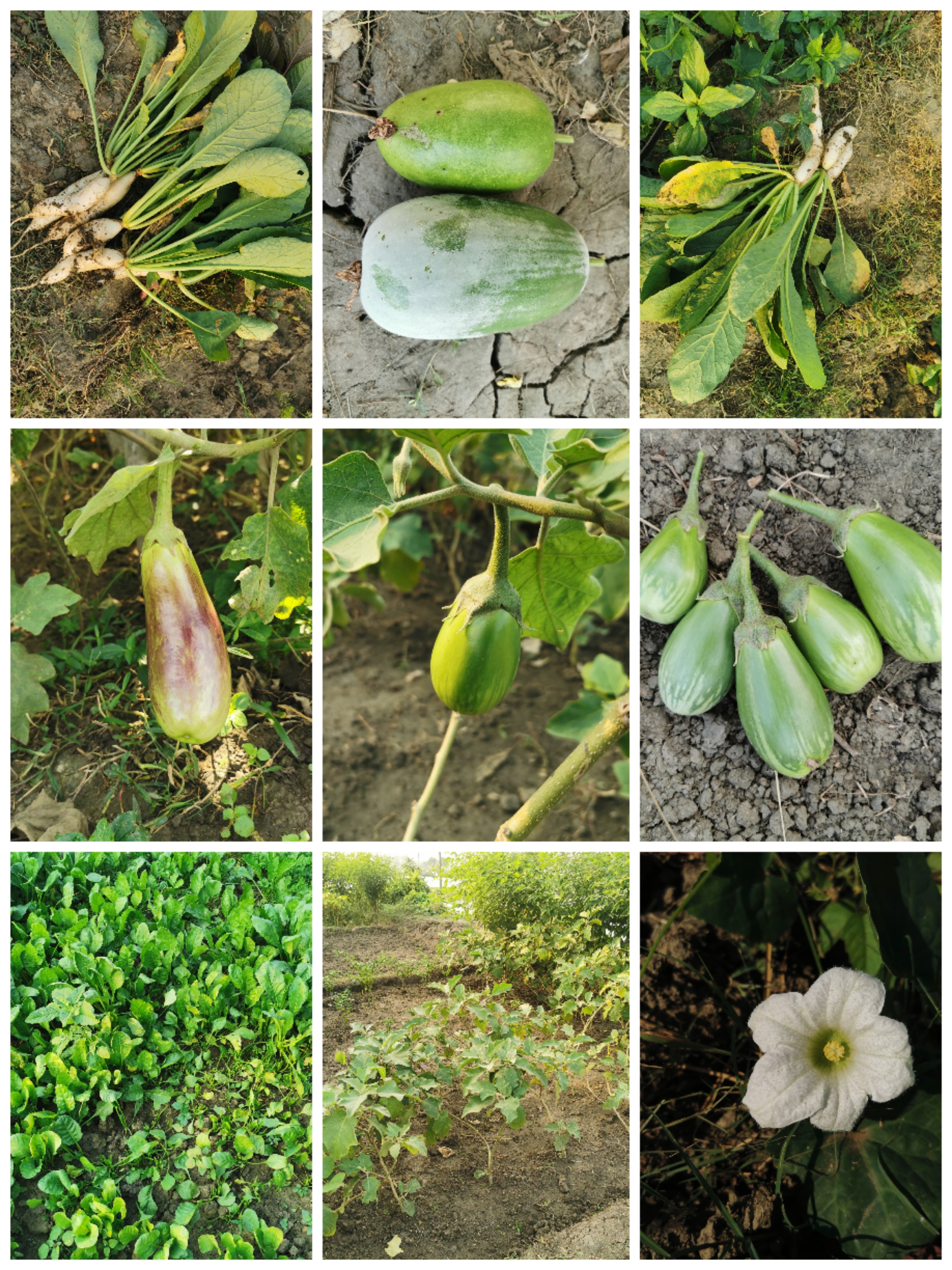 Collage_20241125_094019.jpg