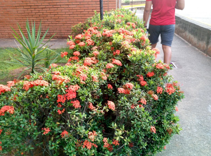 ixora4.png