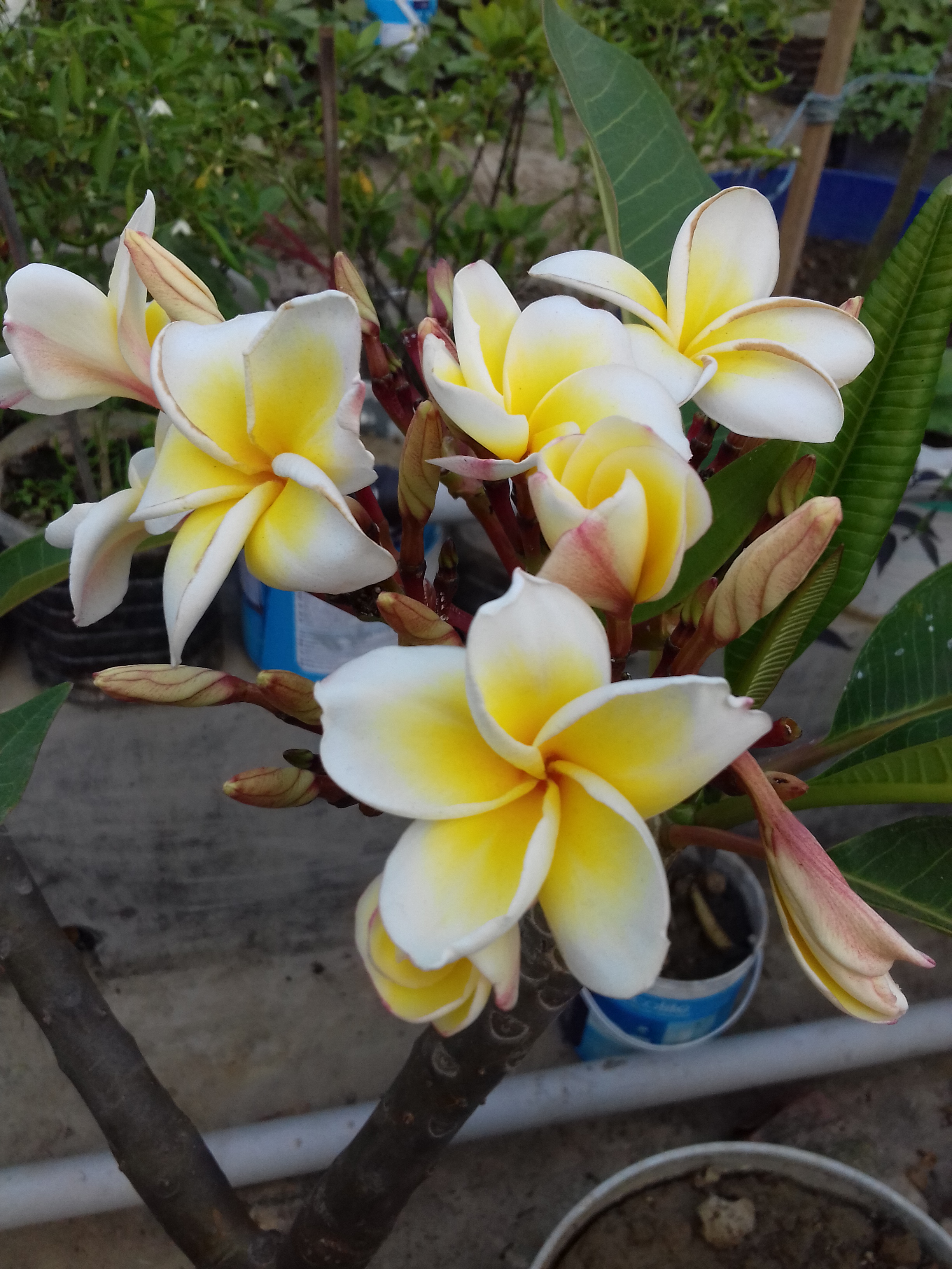 20190419_173817.jpg