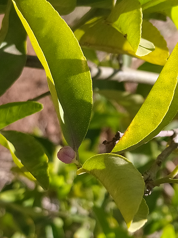 Lemon Tree first bud.png
