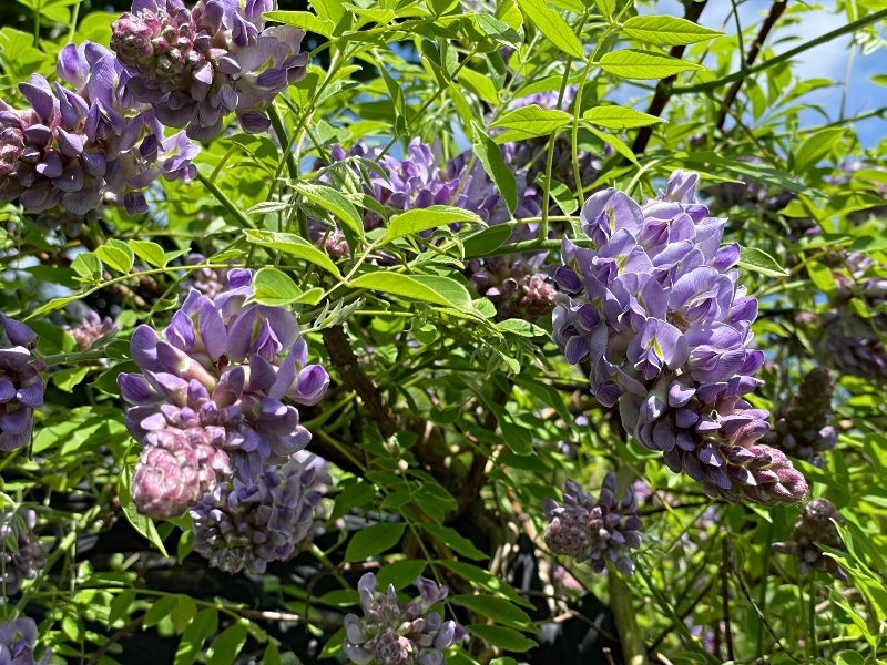 https://images.hive.blog/DQmdwQQBBLuYaVW7daKn7VtzAx9XymsEzCDXgpFqKaUKZFZ/hivegarden-flowers-wisteria-3.jpg