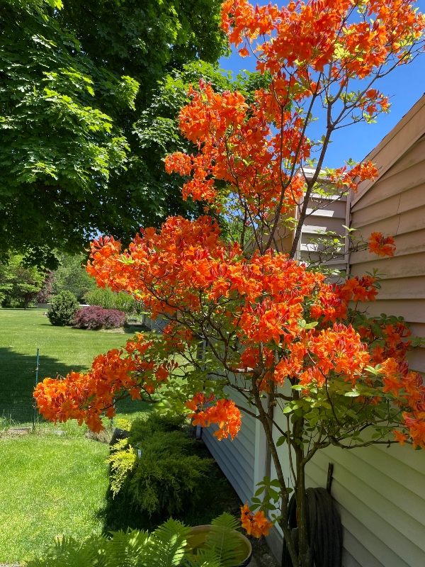 https://images.hive.blog/DQmdwdkw77rwEBuLyFWMCfBcpdjYGVaB1FkRzjCFWu7XK1C/hivegarden-flowers-azalea.jpg