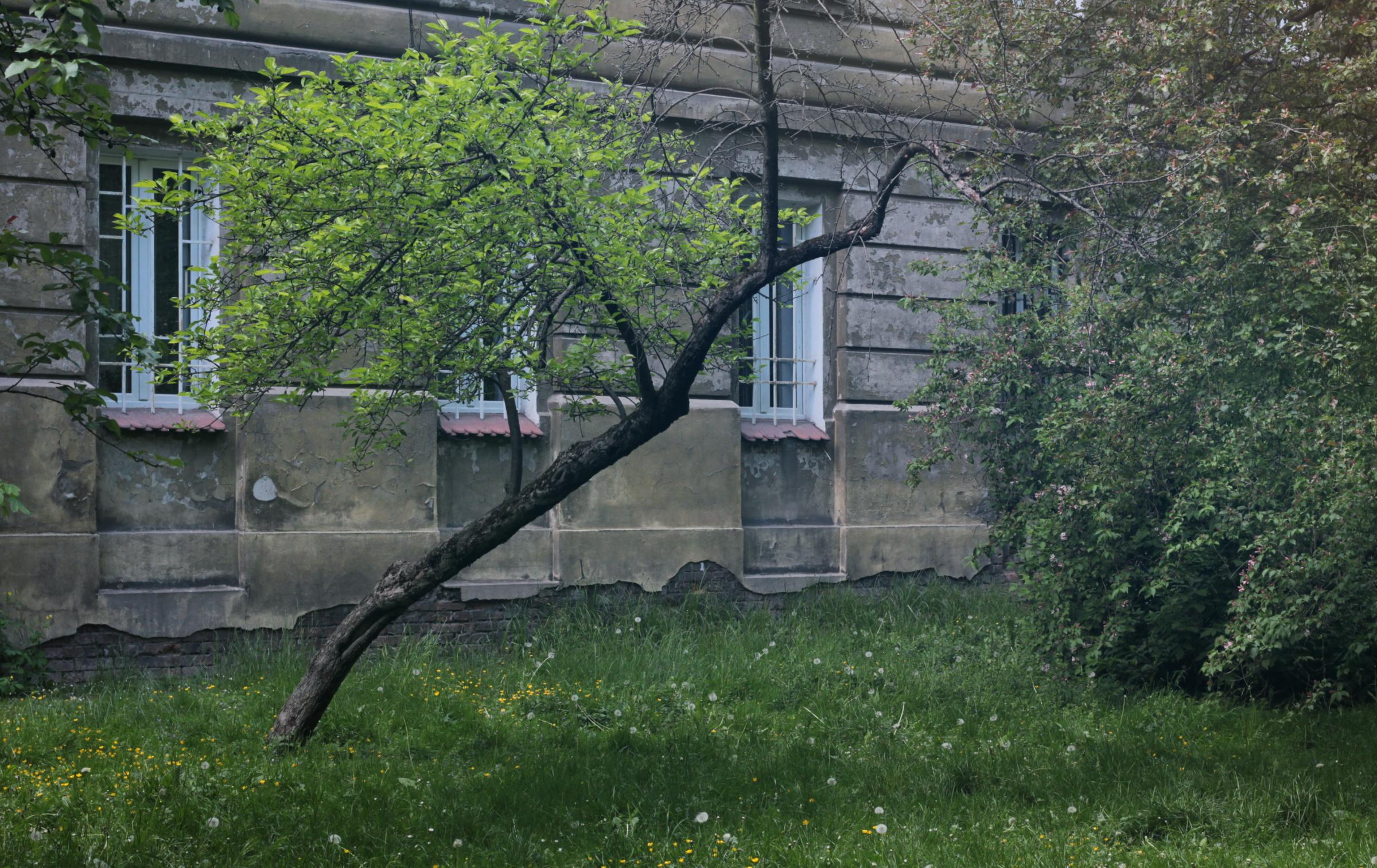 IMG_7271-crop.JPG