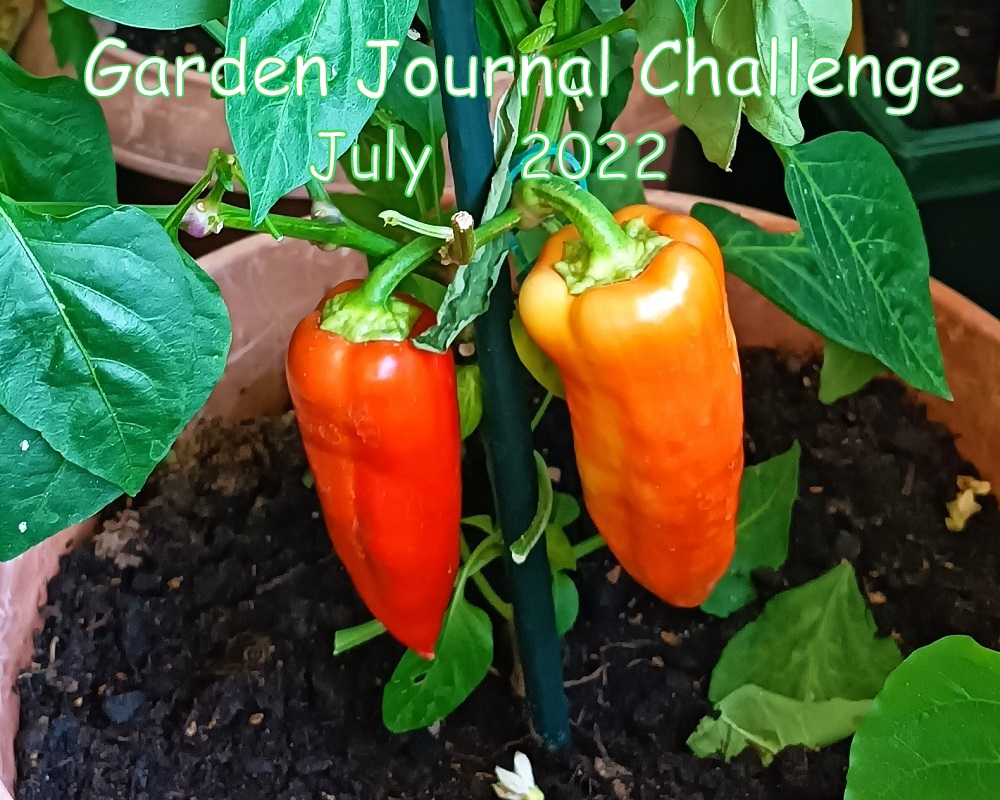 Cover Garden Journal 6_22.jpg