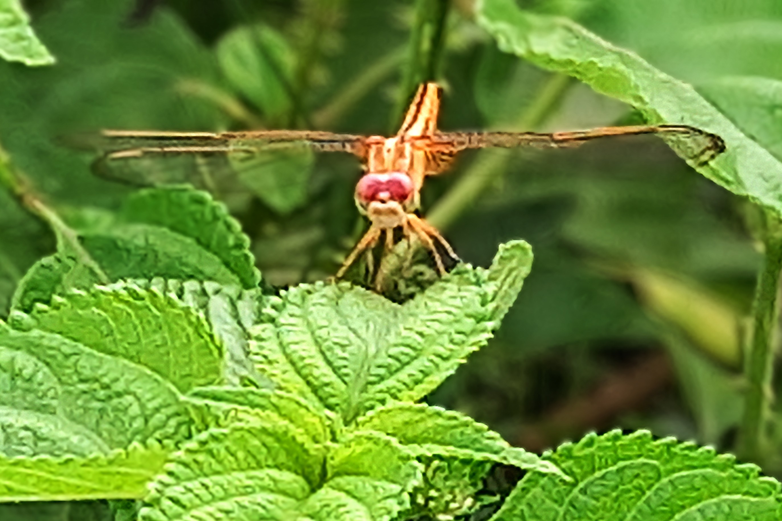 20250702_055836~2.jpg