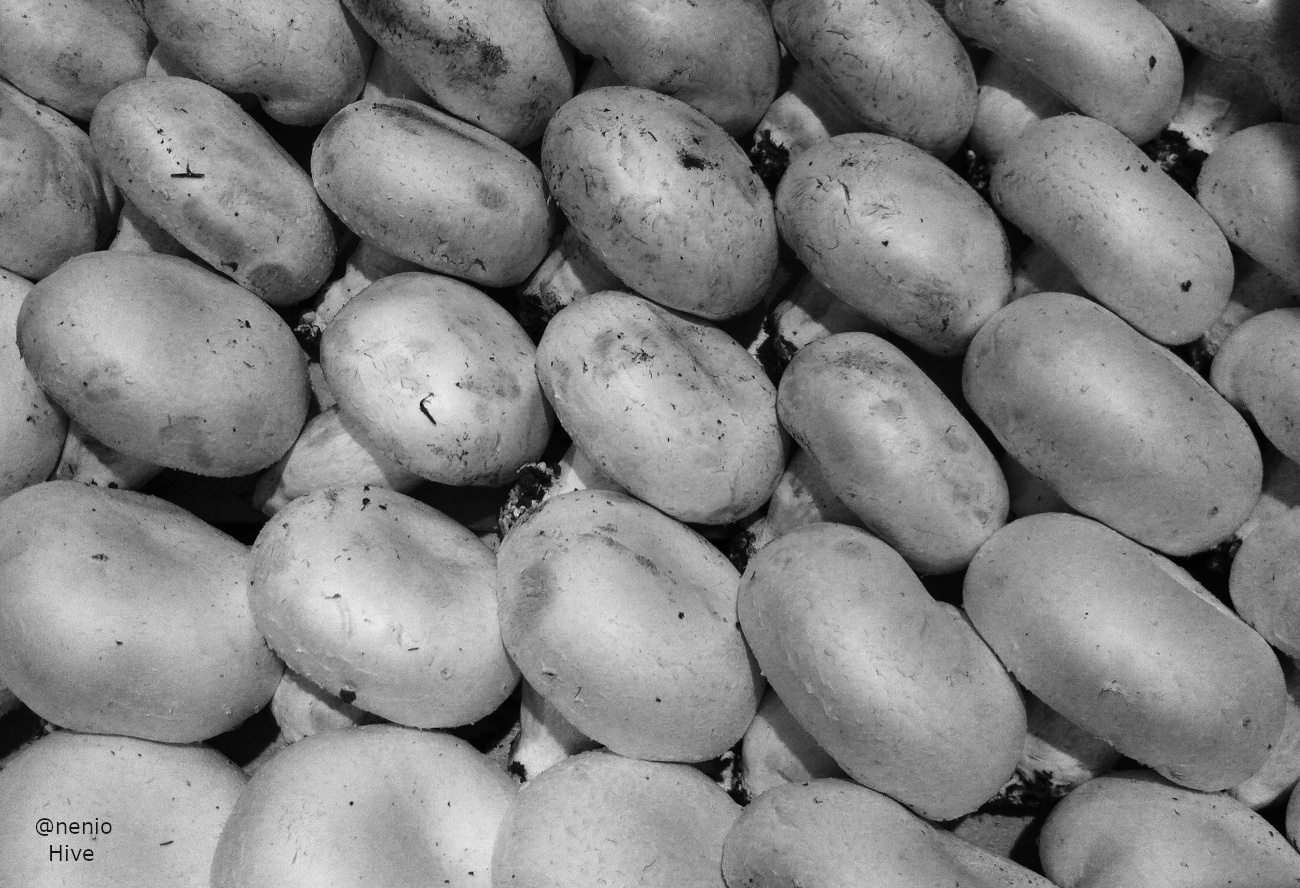 mushrooms-001-bw-1.JPG