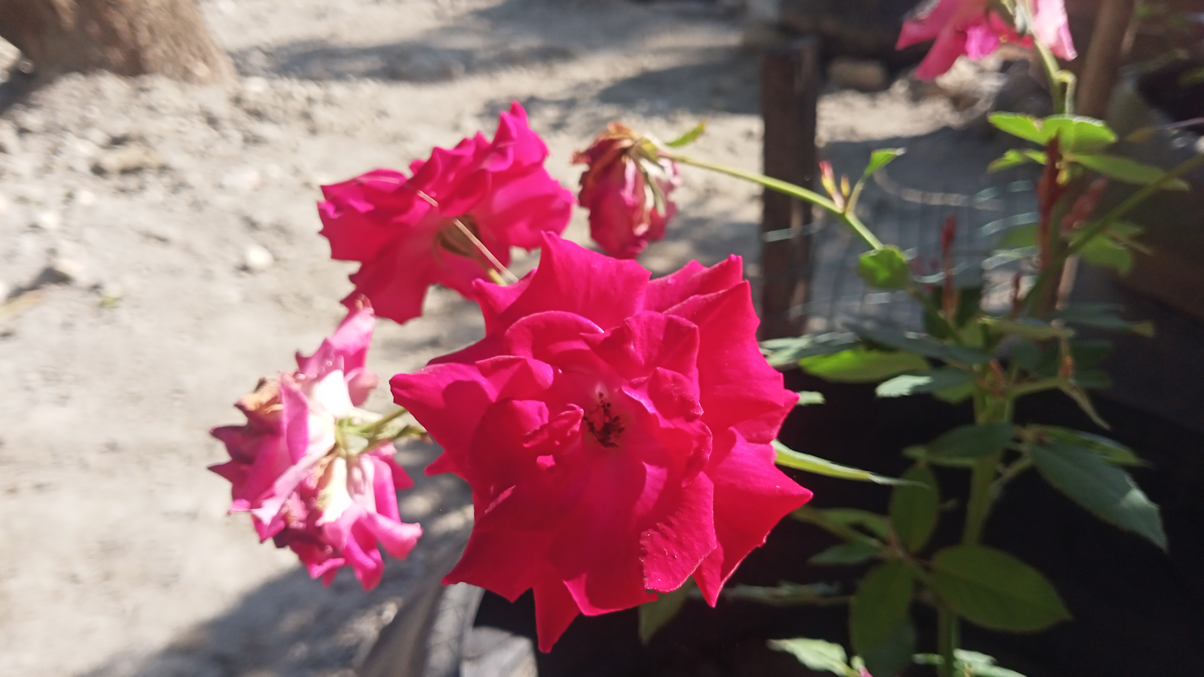 IMG20250429160617.jpg