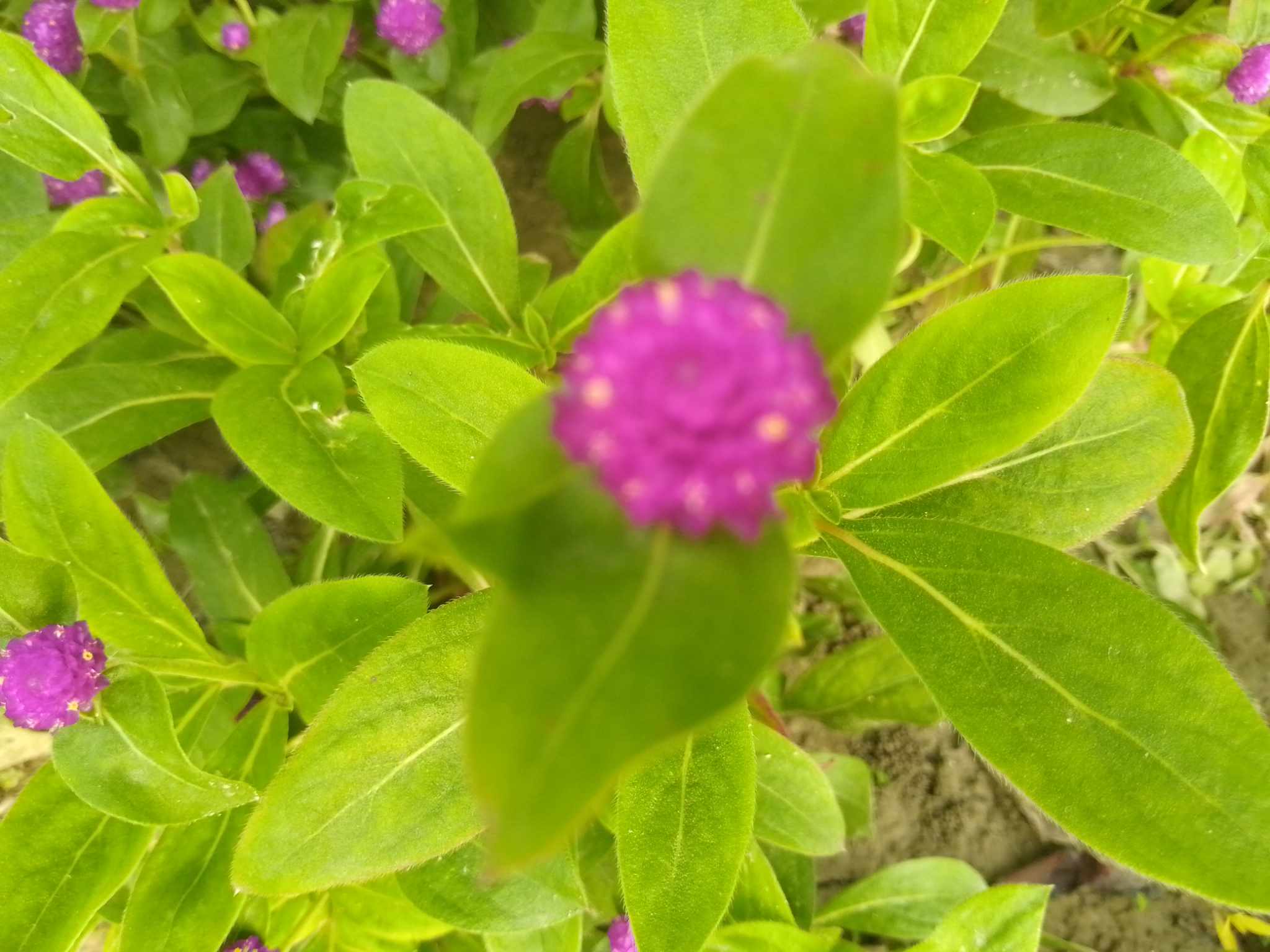 received_705461565422447.jpeg