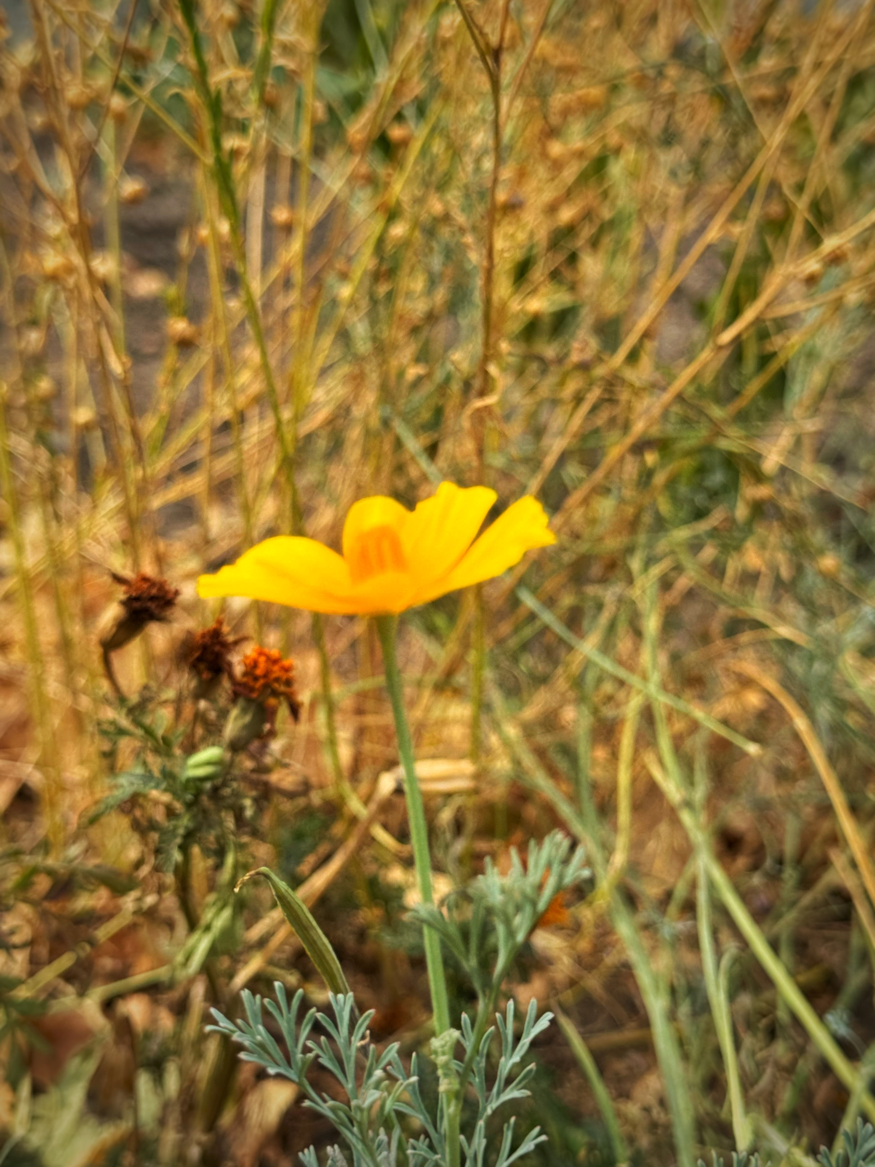 IMG_5338.jpeg