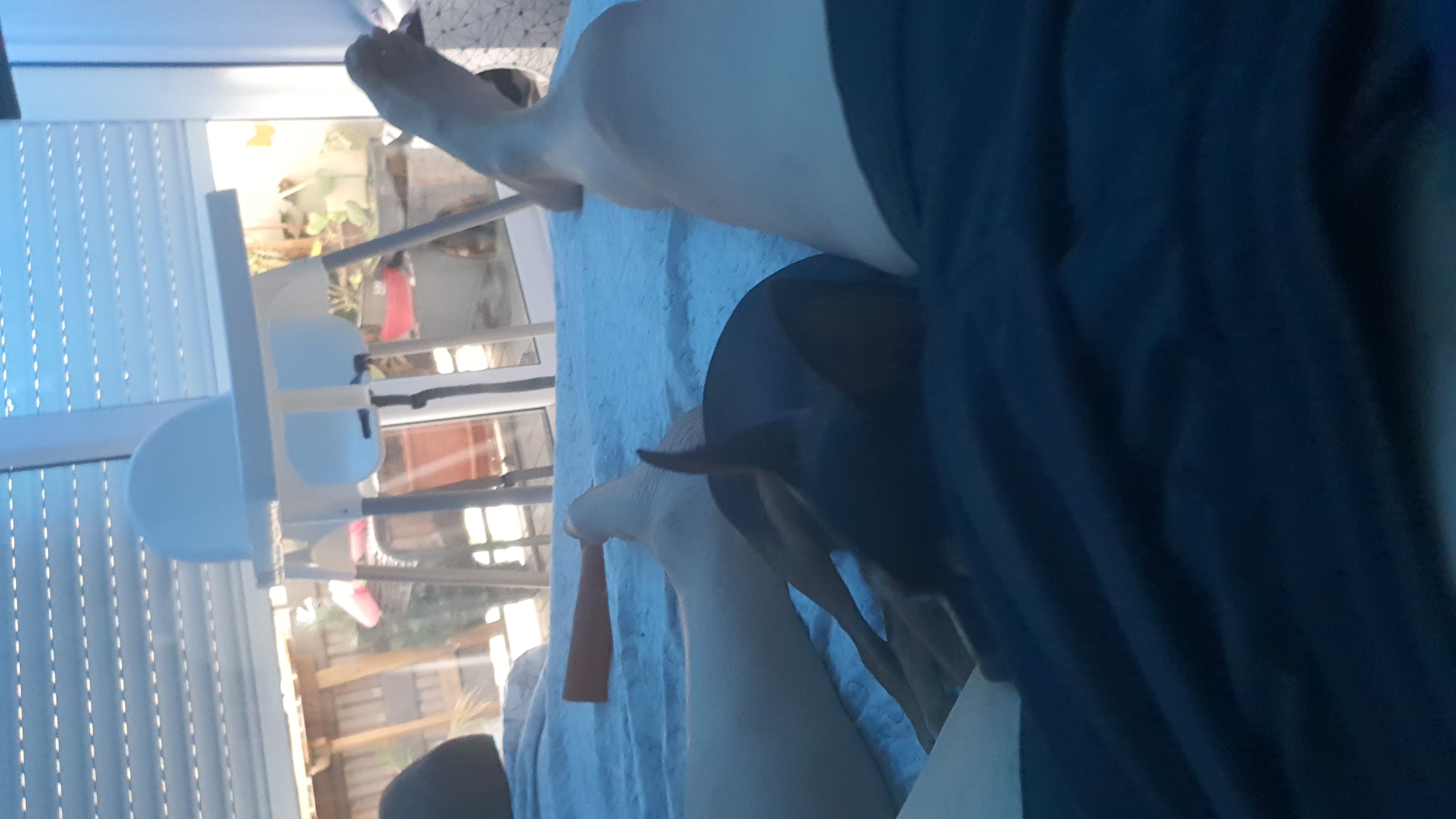 IMG-20240918-WA0036.jpeg