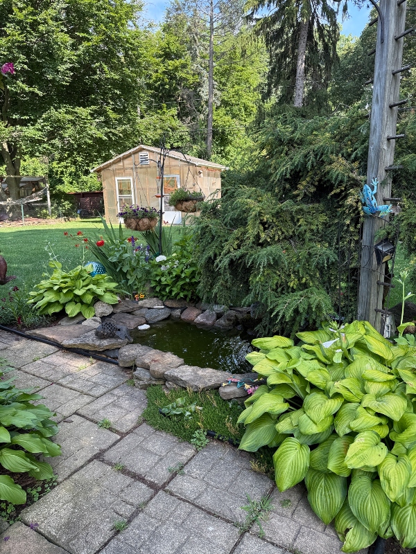 hivegarden-hostas-pond.jpg
