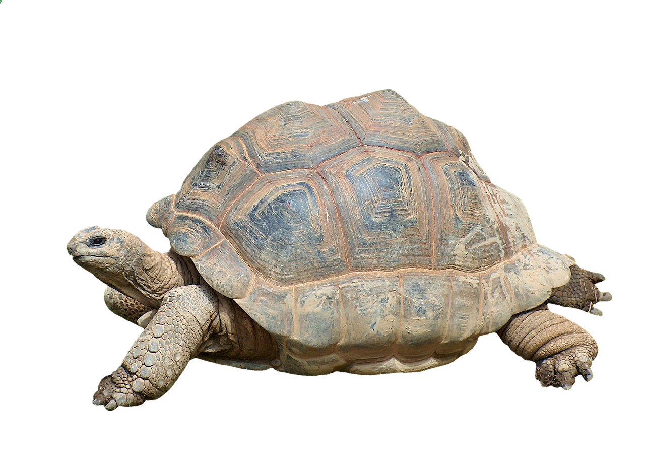 turtle-2815539_1280.png