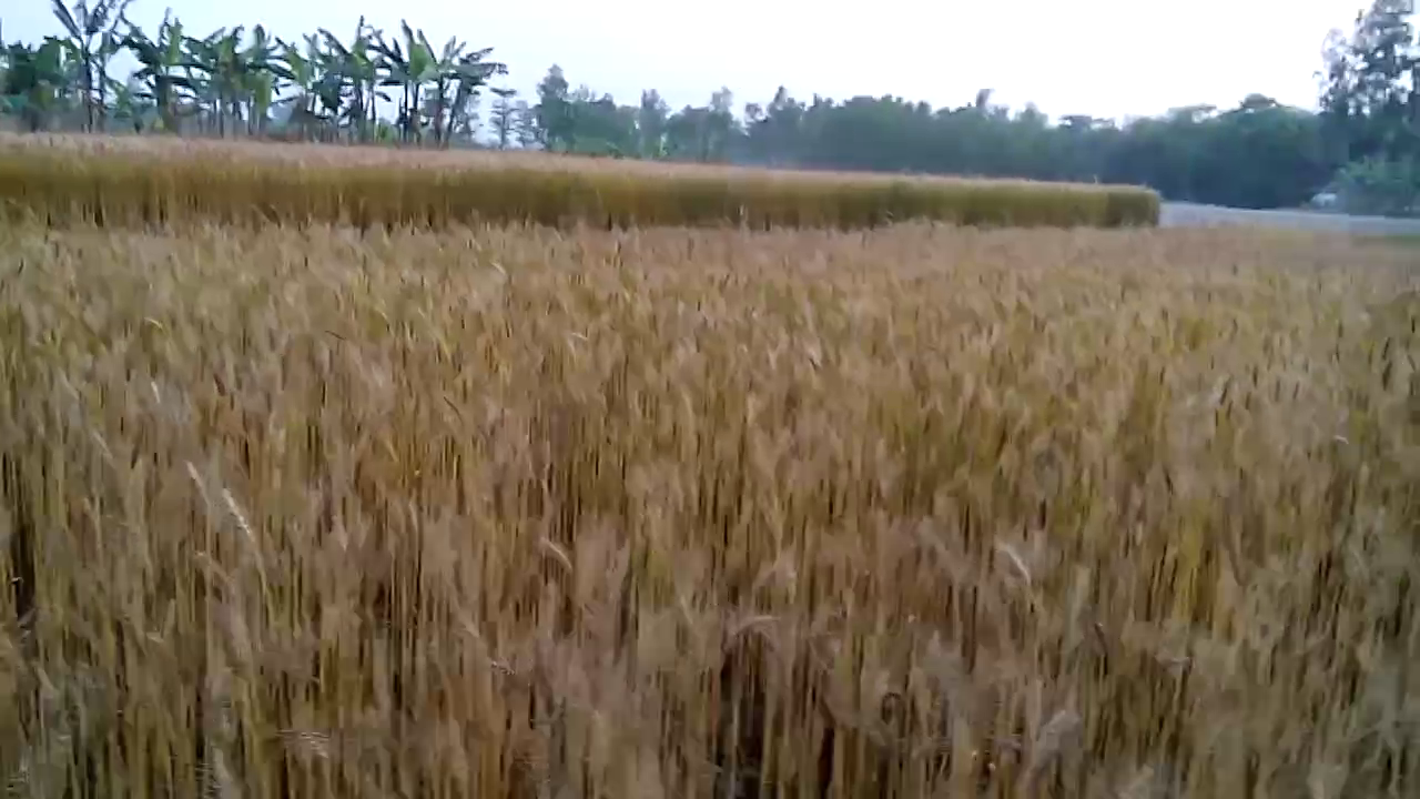Let's Visit Wheat Field.png