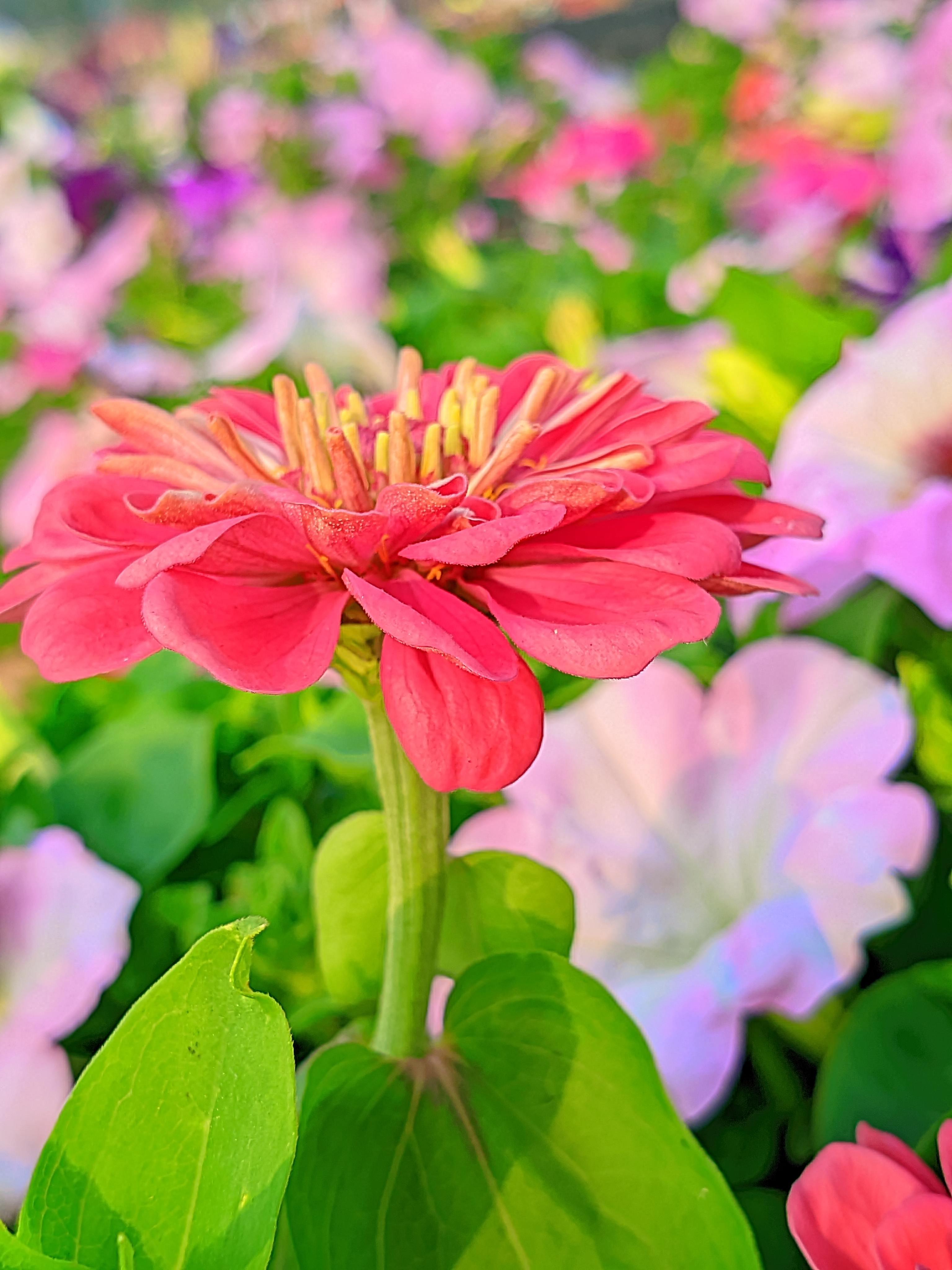 LMC_20250122_155256_🌈Color boost by Riyan .jpg