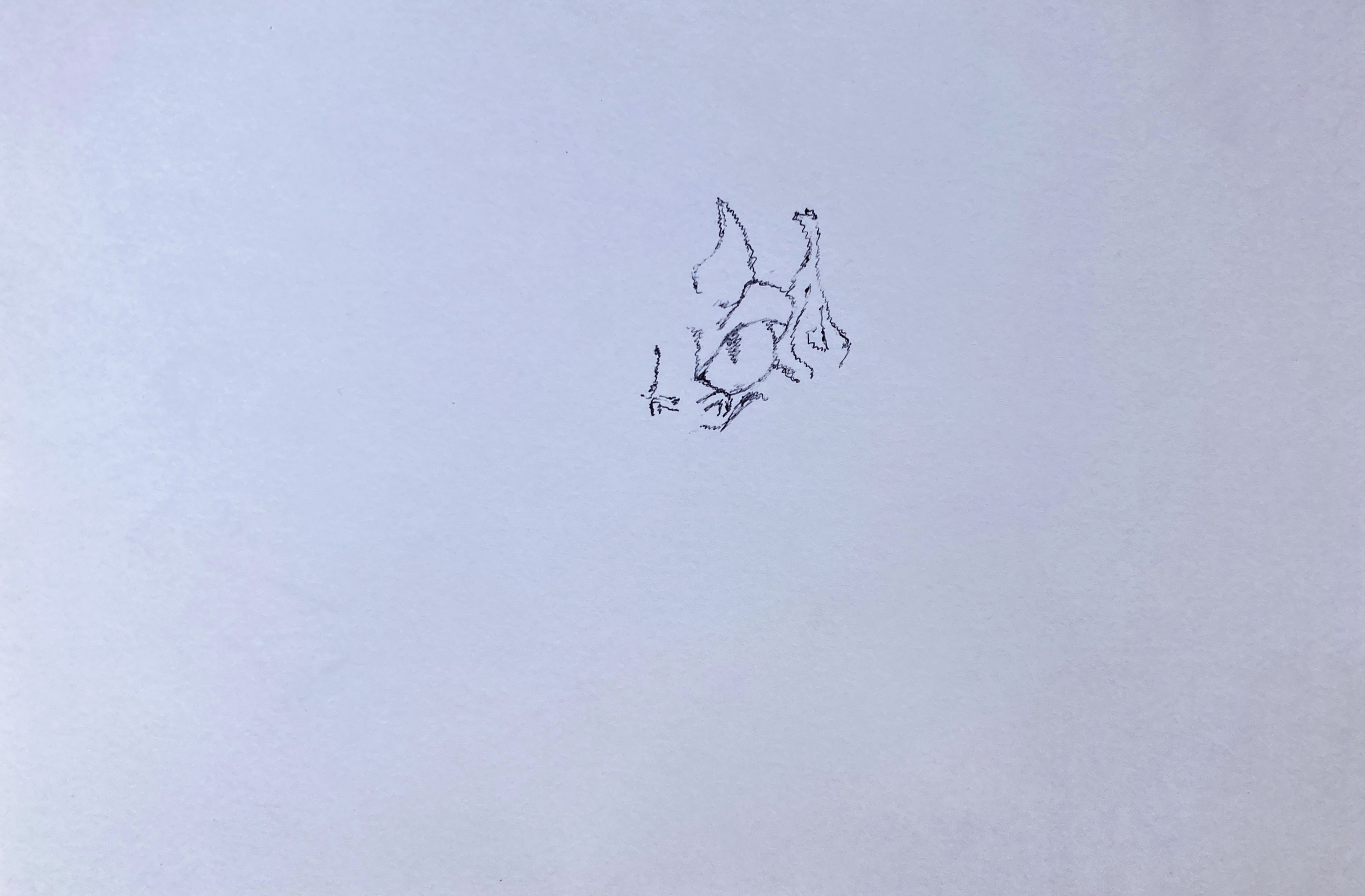 IMG_2669.jpeg