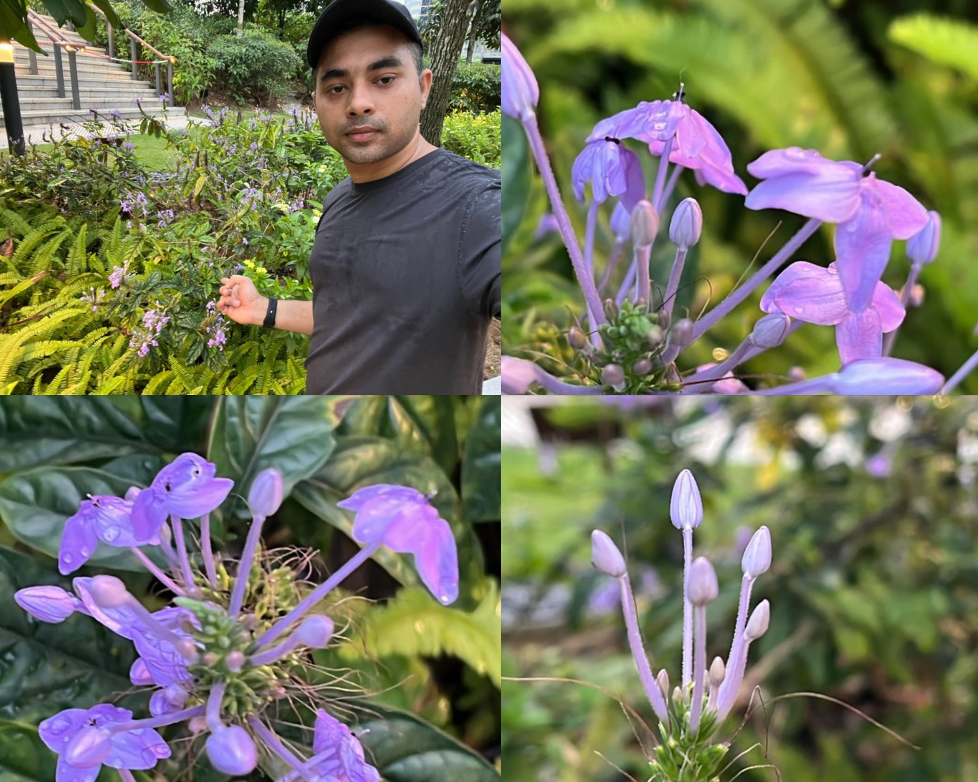 Gardenia jasminoides (7).png