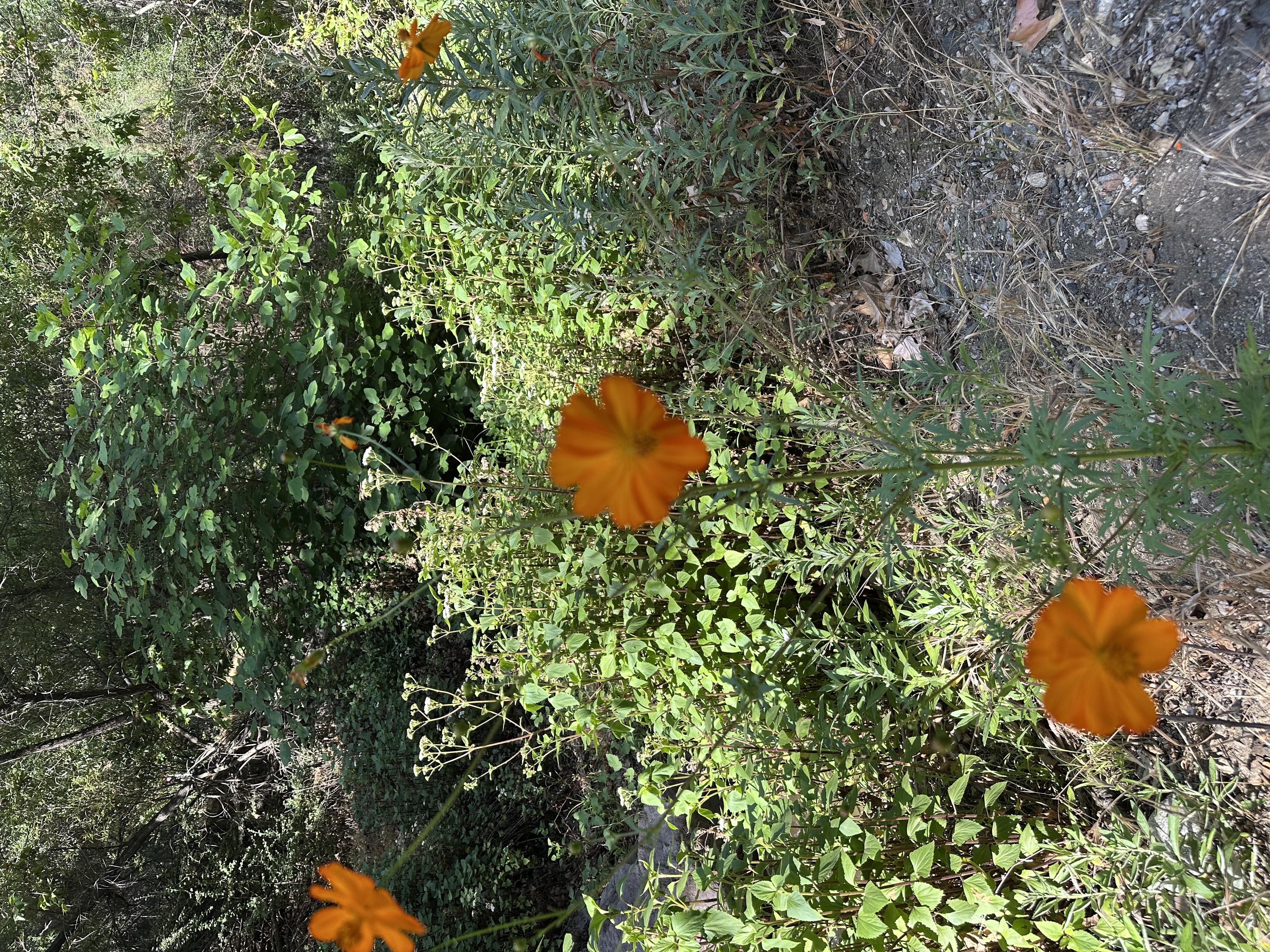 IMG_9736.jpeg