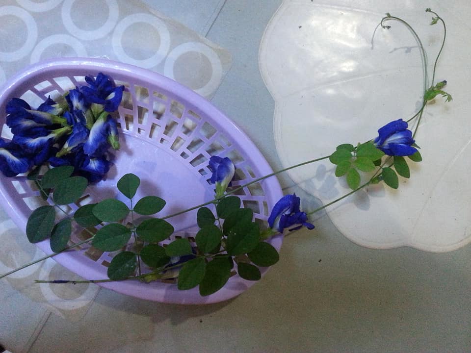 flower and tea_Bluetarnate plant or Clitoria.jpg
